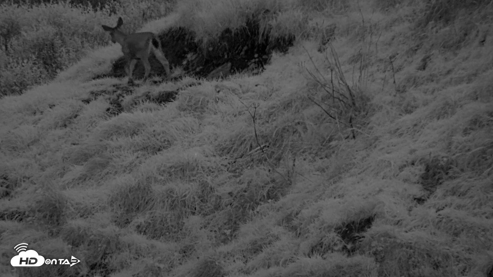 Snapshot of Kodiak Alaska Brown Bears Live Webcam taken Oct 6, 2026, 8:07pm AKDT