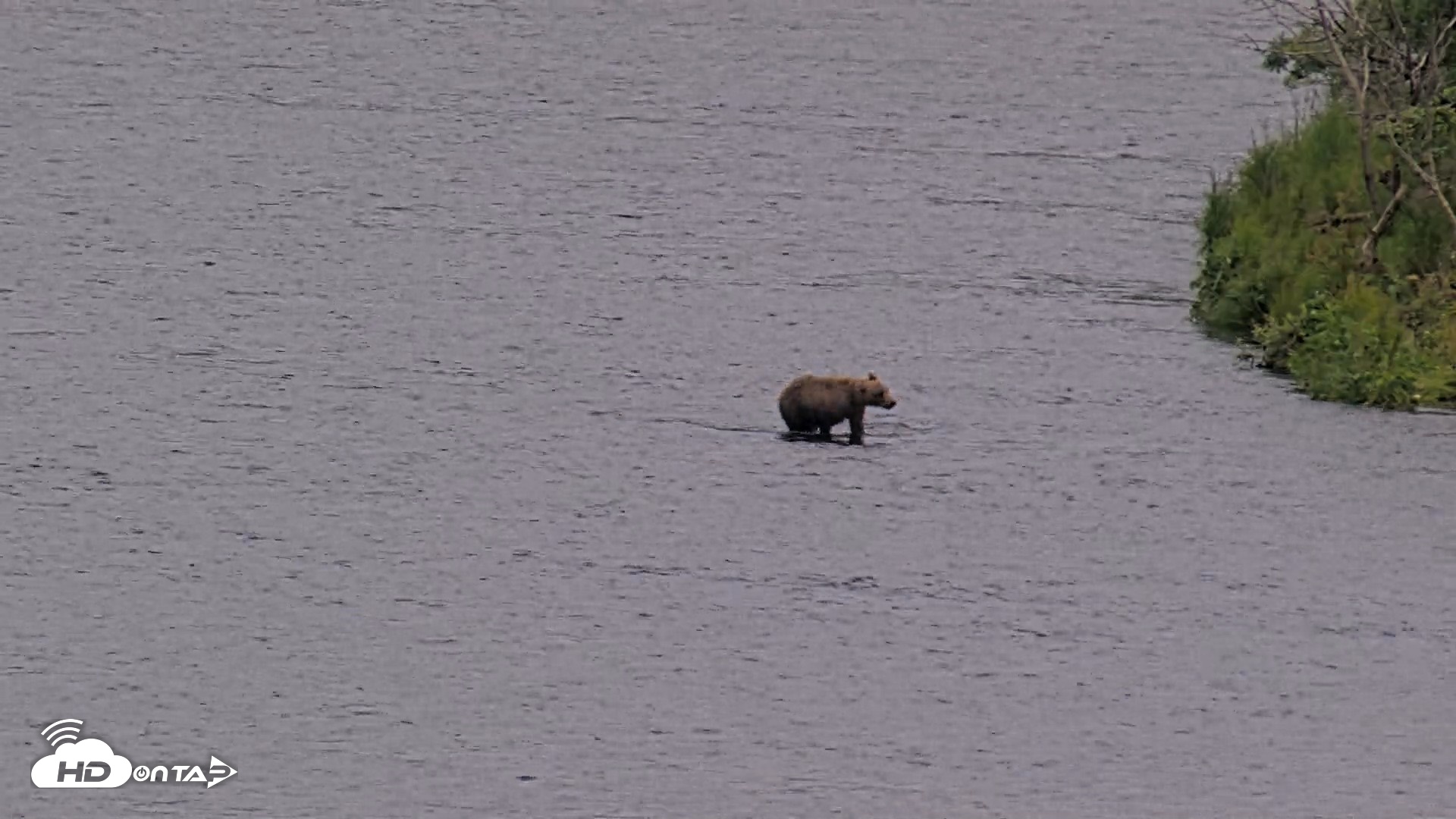 Snapshot of Kodiak Alaska Brown Bears Live Webcam taken Aug 9, 2026, 9:27pm AKDT