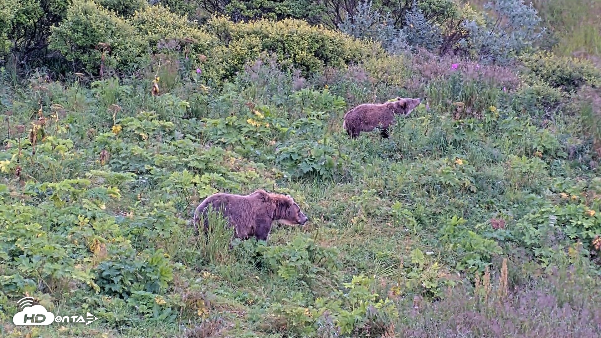 Snapshot of Kodiak Alaska Brown Bears Live Webcam taken Aug 16, 2026, 11:52am AKDT
