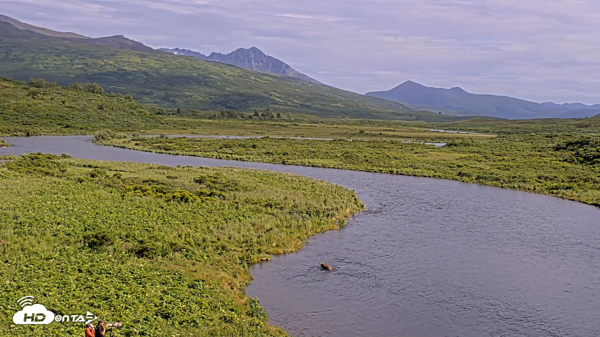 Snapshot of Kodiak Alaska Brown Bears Live Webcam taken Jul 25, 2026, 5:22pm AKDT