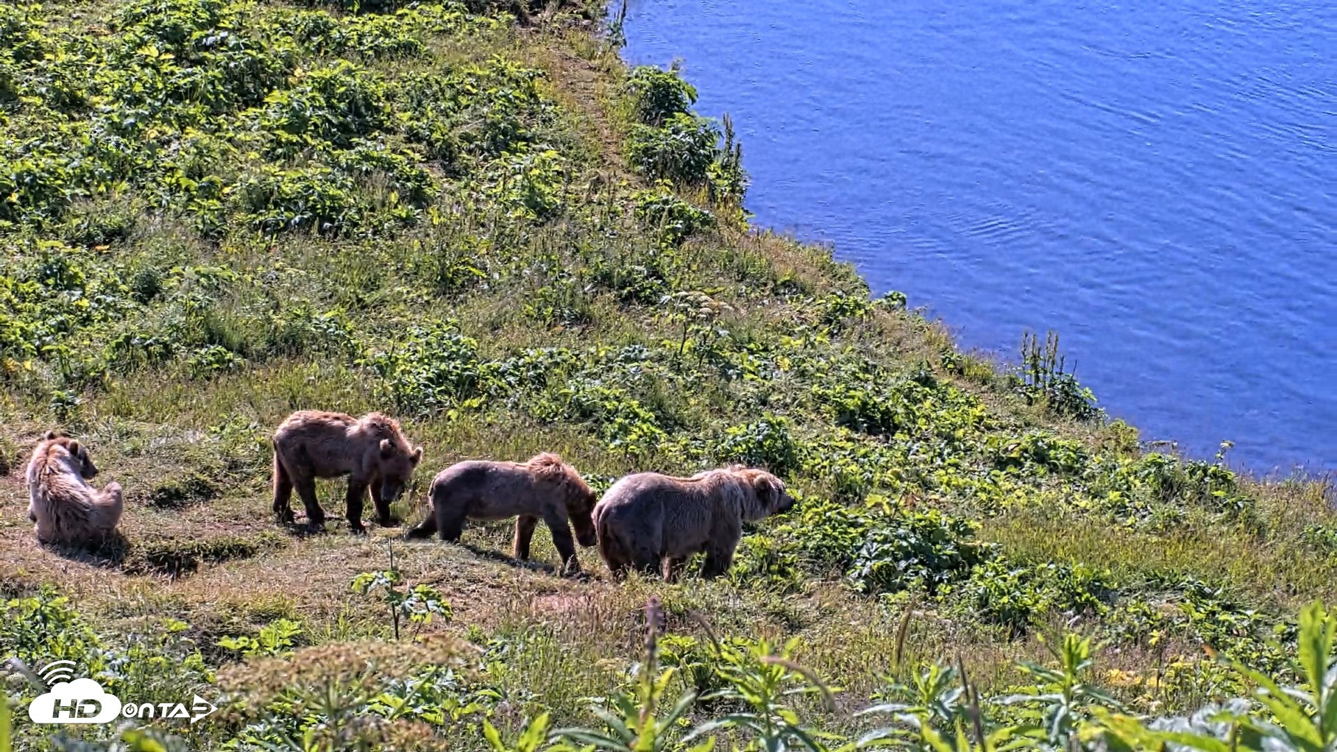 Snapshot of Kodiak Alaska Brown Bears Live Webcam taken Jul 30, 2026, 10:49am AKDT