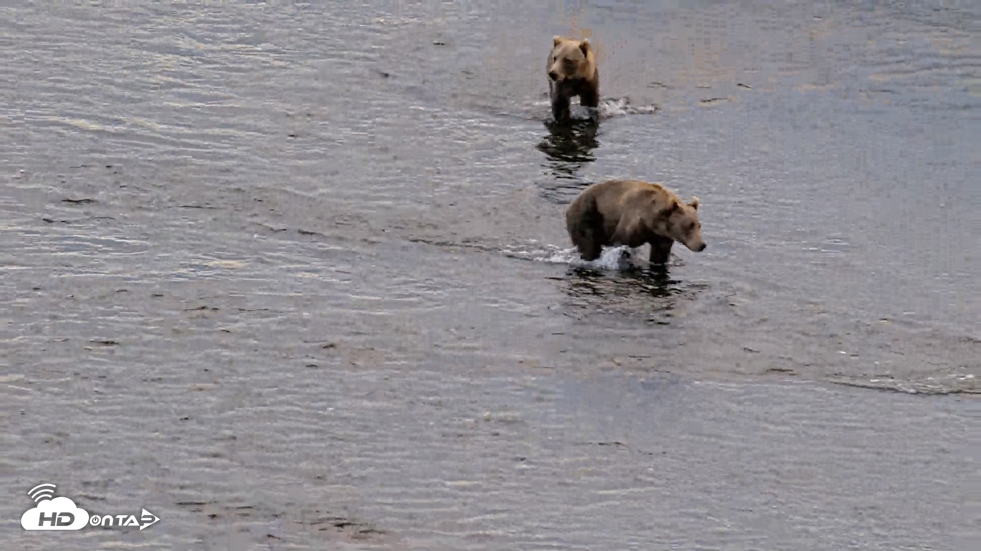 Snapshot of Kodiak Alaska Brown Bears Live Webcam taken Aug 21, 2026, 7:59am AKDT