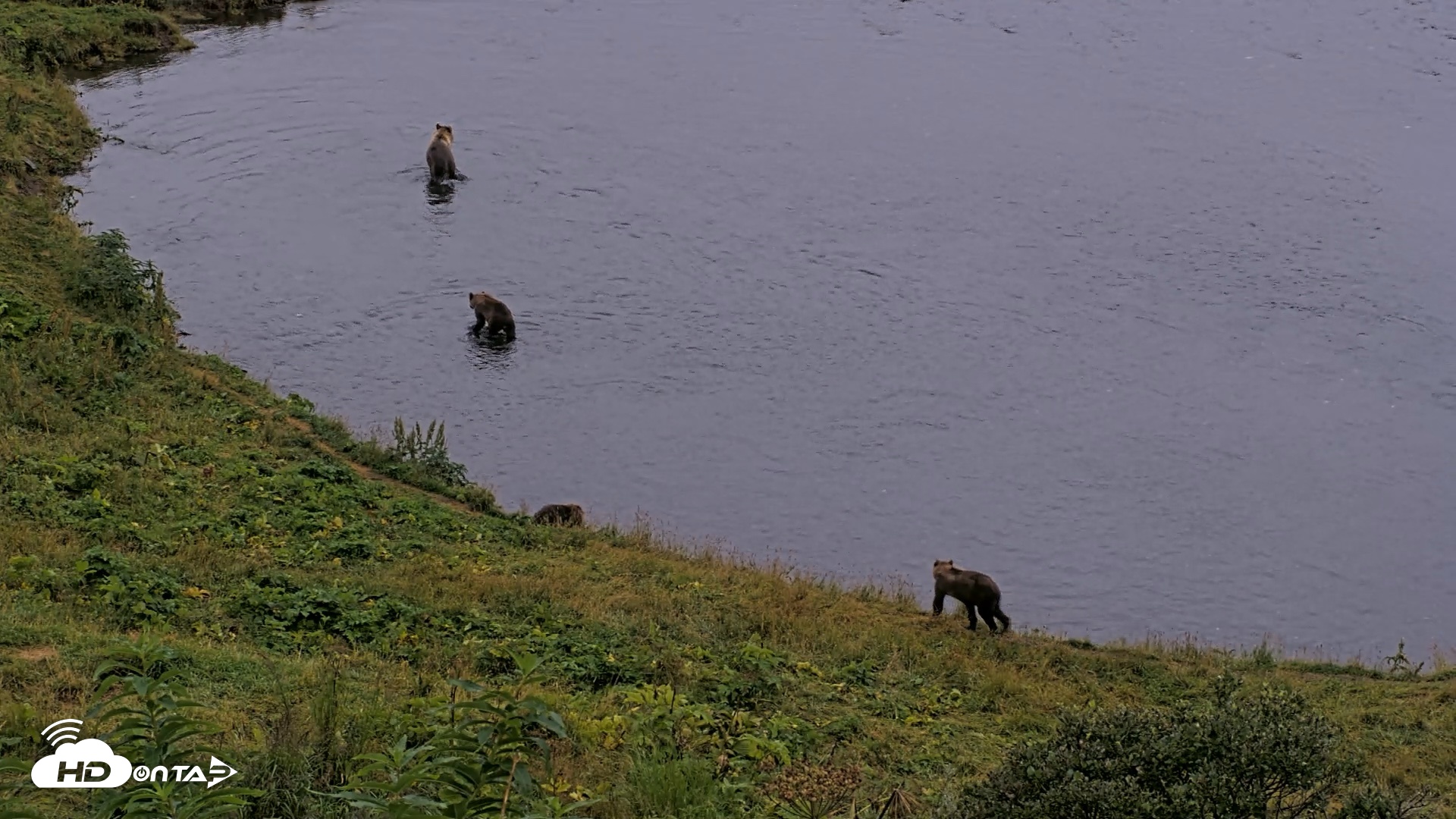 Snapshot of Kodiak Alaska Brown Bears Live Webcam taken Aug 17, 2026, 8:45pm AKDT