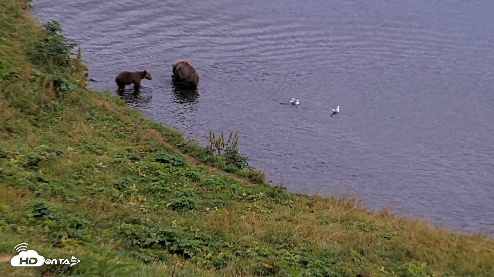 Snapshot of Kodiak Alaska Brown Bears Live Webcam taken Aug 20, 2026, 8:24pm AKDT