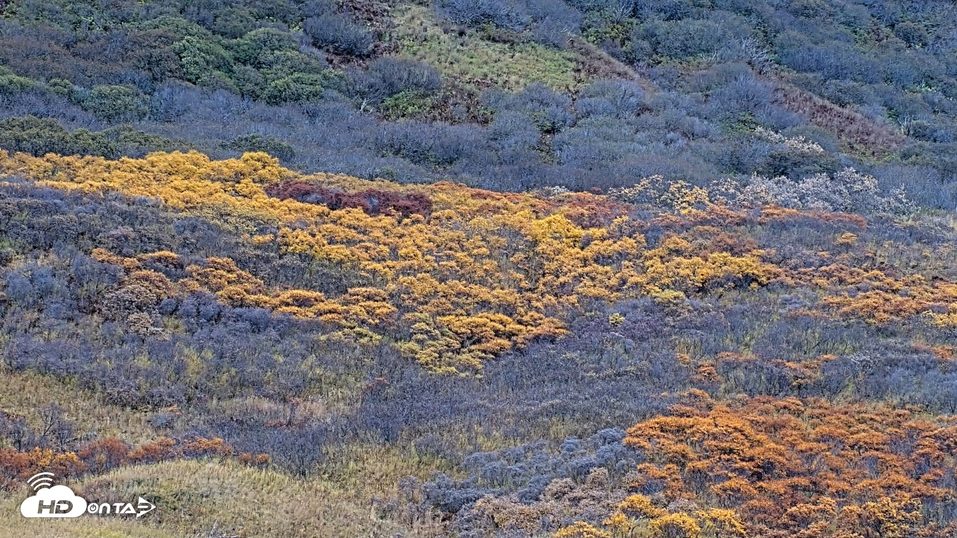Snapshot of Kodiak Alaska Brown Bears Live Webcam taken Oct 17, 2026, 3:55pm AKDT