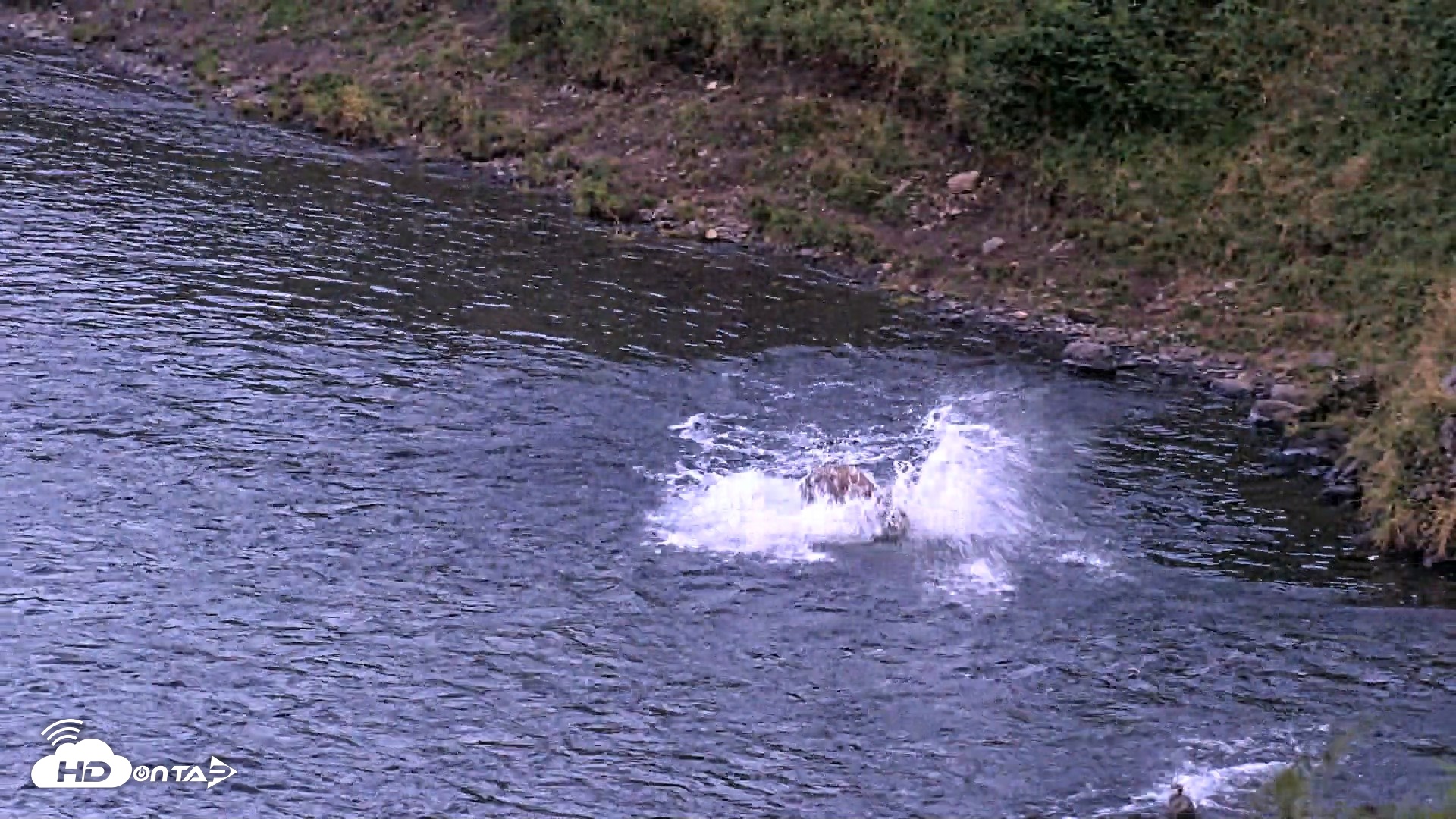 Snapshot of Kodiak Alaska Brown Bears Live Webcam taken Aug 26, 2026, 9:42pm AKDT