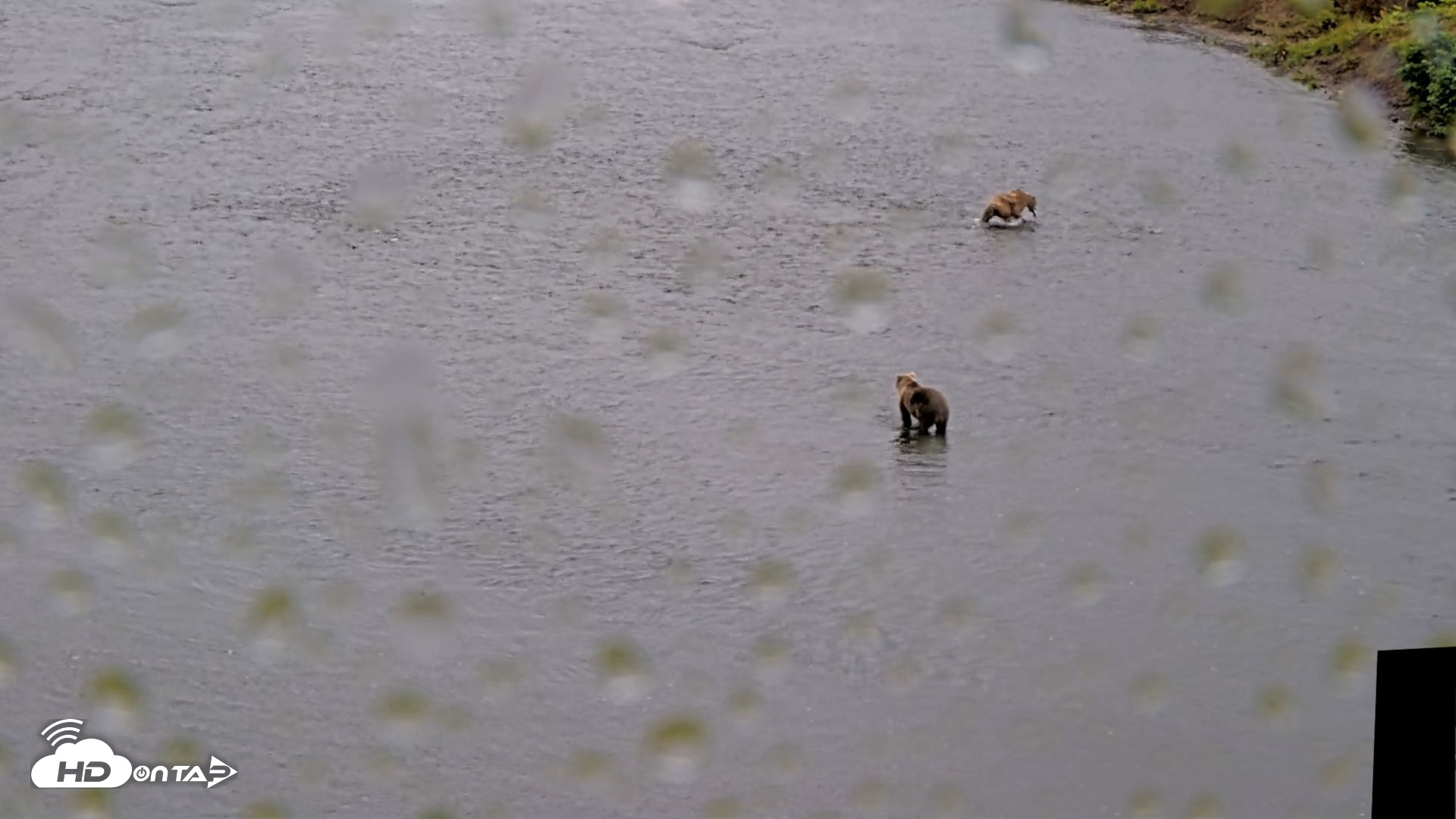 Snapshot of Kodiak Alaska Brown Bears Live Webcam taken Aug 13, 2026, 2:28pm AKDT