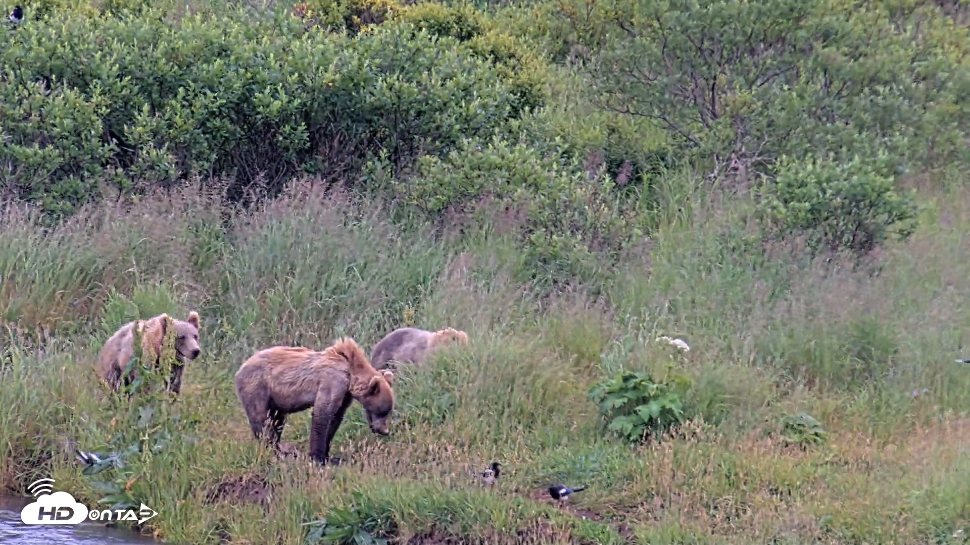 Snapshot of Kodiak Alaska Brown Bears Live Webcam taken Aug 6, 2026, 7:13pm AKDT