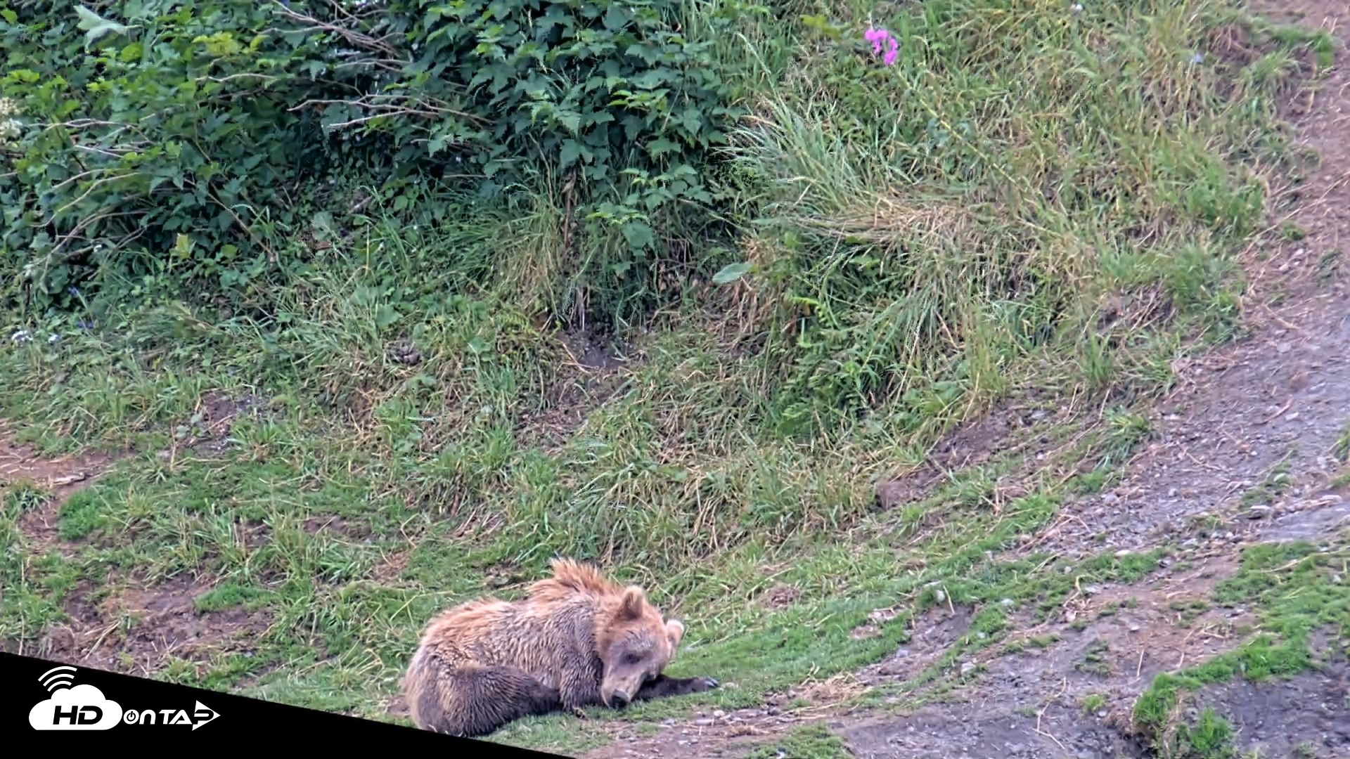 Snapshot of Kodiak Alaska Brown Bears Live Webcam taken Aug 7, 2026, 5:39pm AKDT
