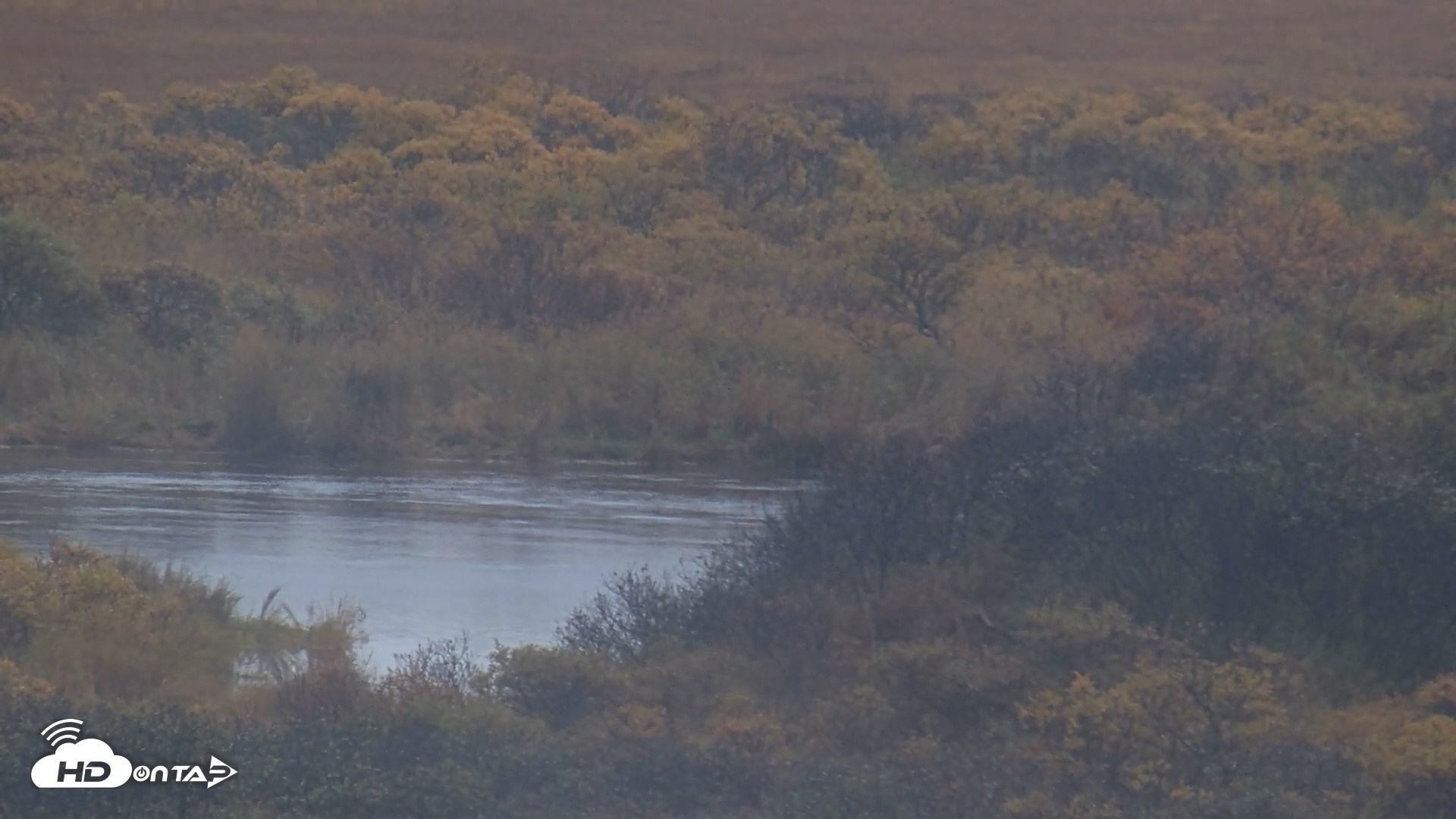 Snapshot of Kodiak Alaska Brown Bears Live Webcam taken Oct 4, 2026, 5:48pm AKDT