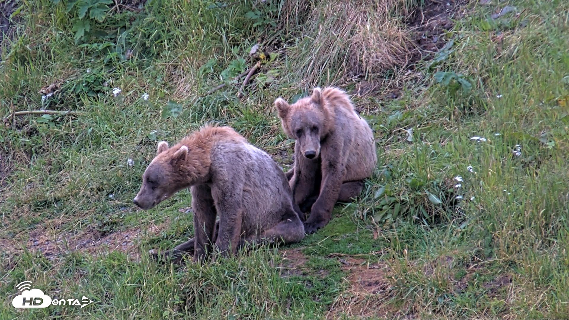 Snapshot of Kodiak Alaska Brown Bears Live Webcam taken Aug 6, 2026, 7:45am AKDT