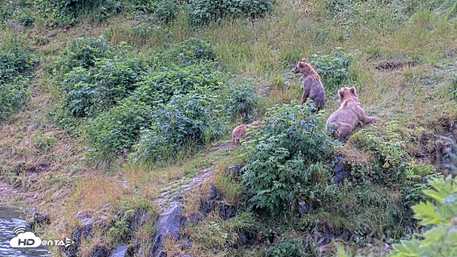 Snapshot of Kodiak Alaska Brown Bears Live Webcam taken Aug 4, 2026, 1:35pm AKDT
