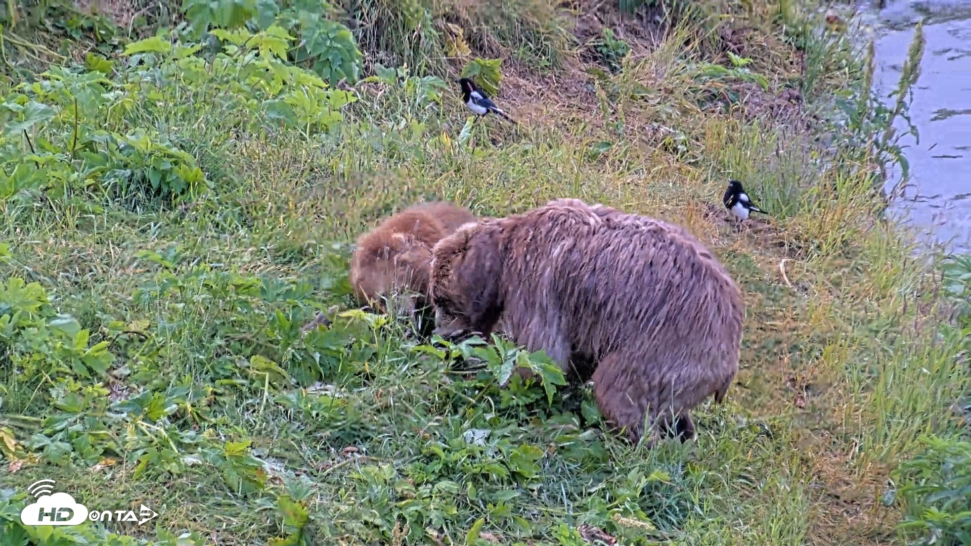 Snapshot of Kodiak Alaska Brown Bears Live Webcam taken Aug 2, 2026, 9:00am AKDT