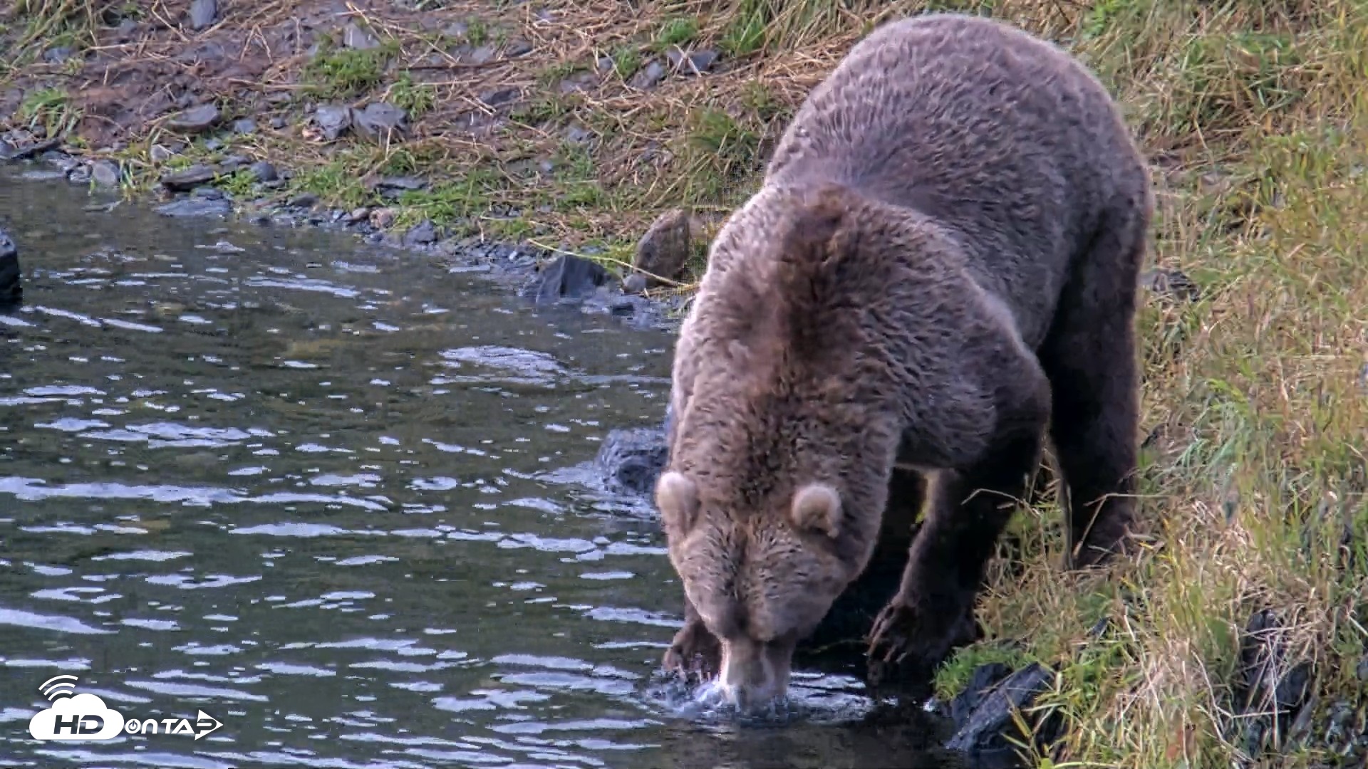 Snapshot of Kodiak Alaska Brown Bears Live Webcam taken Aug 14, 2026, 7:41am AKDT