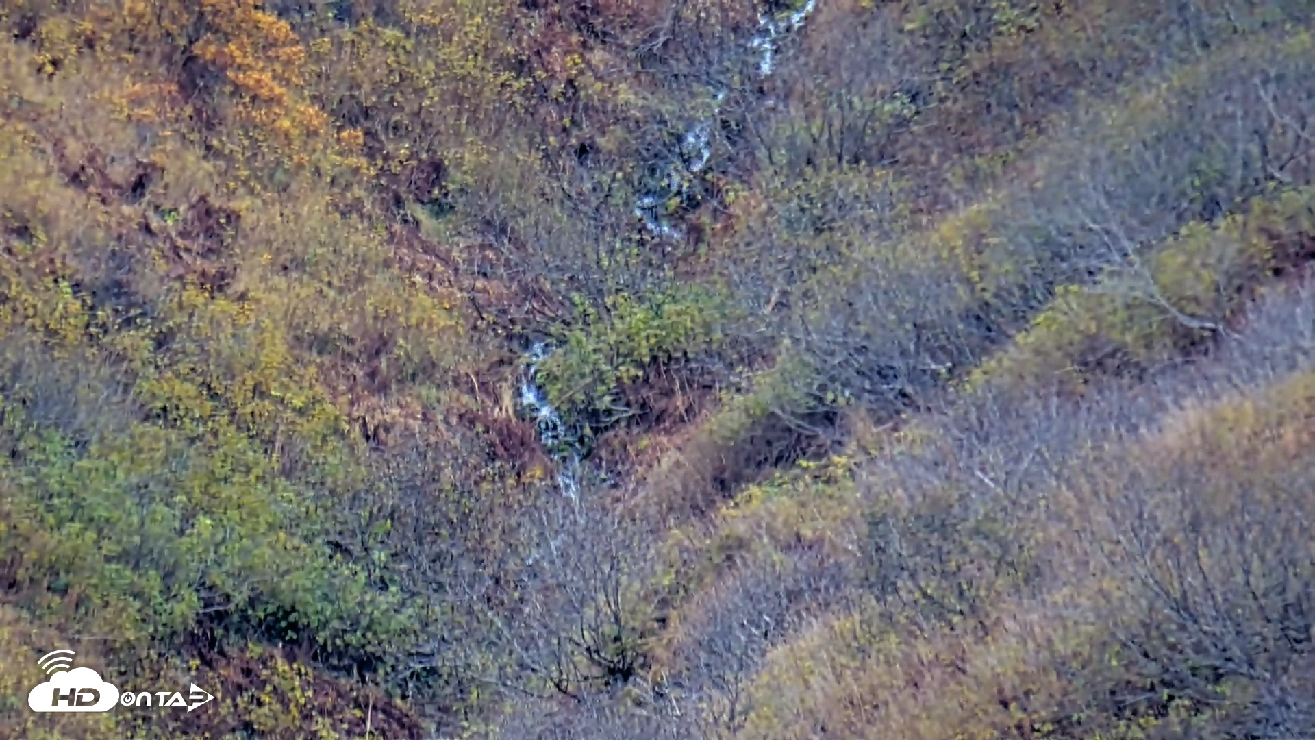 Snapshot of Kodiak Alaska Brown Bears Live Webcam taken Oct 17, 2026, 3:53pm AKDT