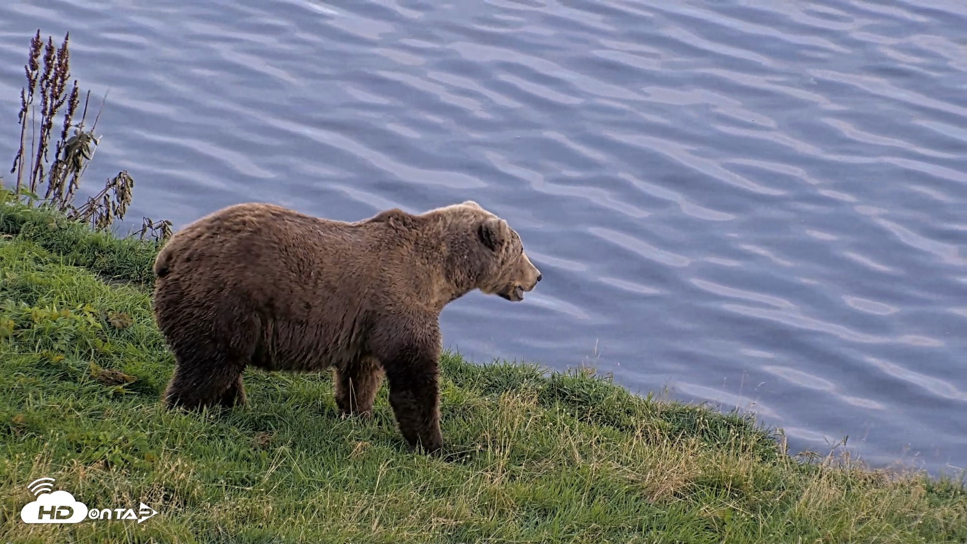 Snapshot of Kodiak Alaska Brown Bears Live Webcam taken Oct 1, 2026, 6:58pm AKDT