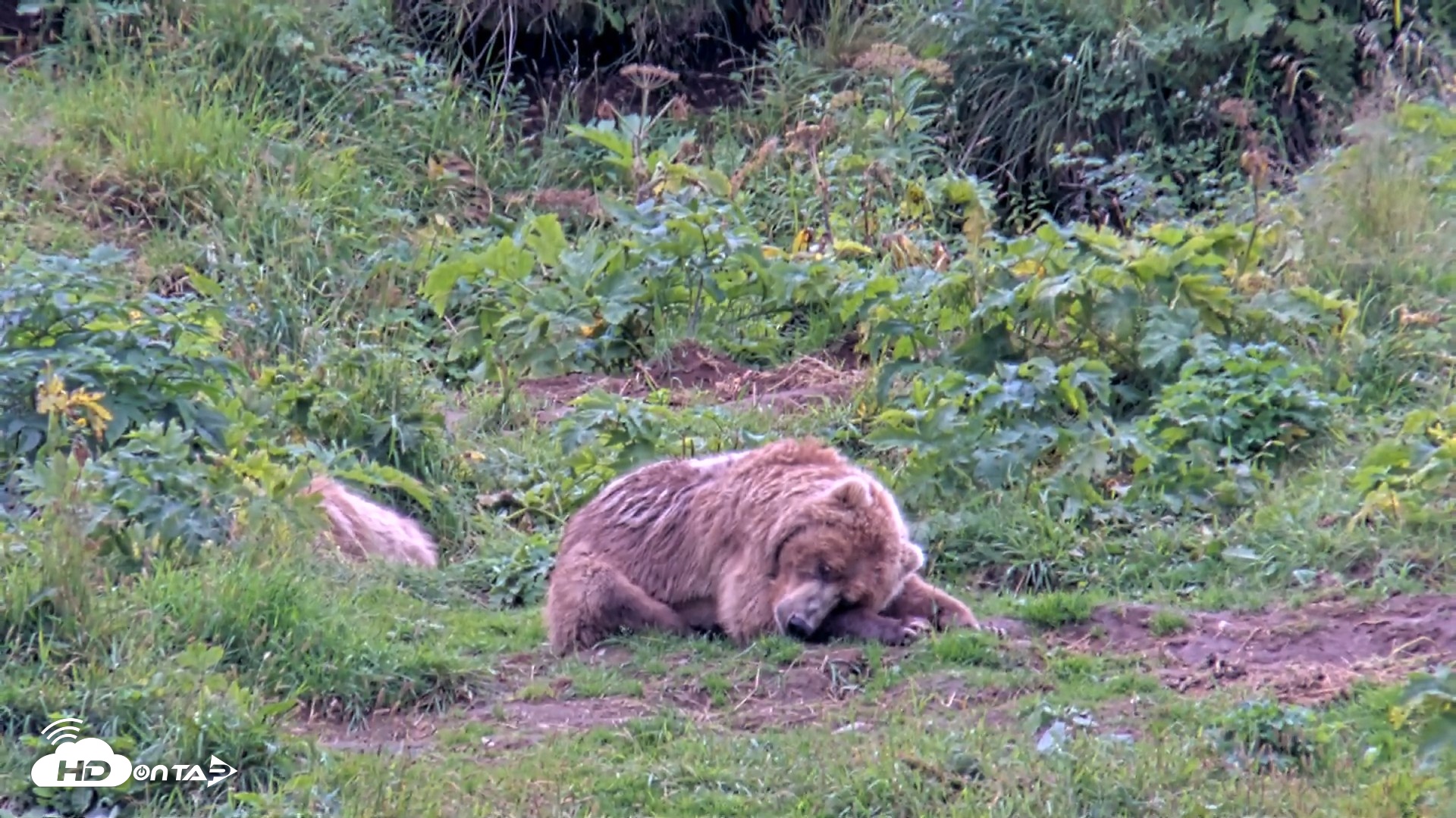 Snapshot of Kodiak Alaska Brown Bears Live Webcam taken Aug 14, 2026, 3:39pm AKDT