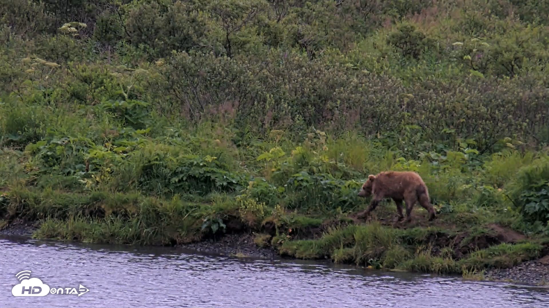 Snapshot of Kodiak Alaska Brown Bears Live Webcam taken Aug 12, 2026, 7:25am AKDT