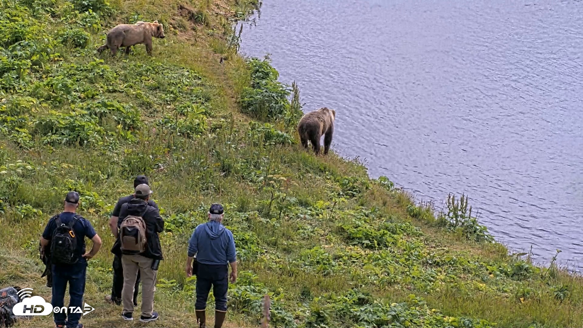 Snapshot of Kodiak Alaska Brown Bears Live Webcam taken Aug 2, 2026, 1:27pm AKDT