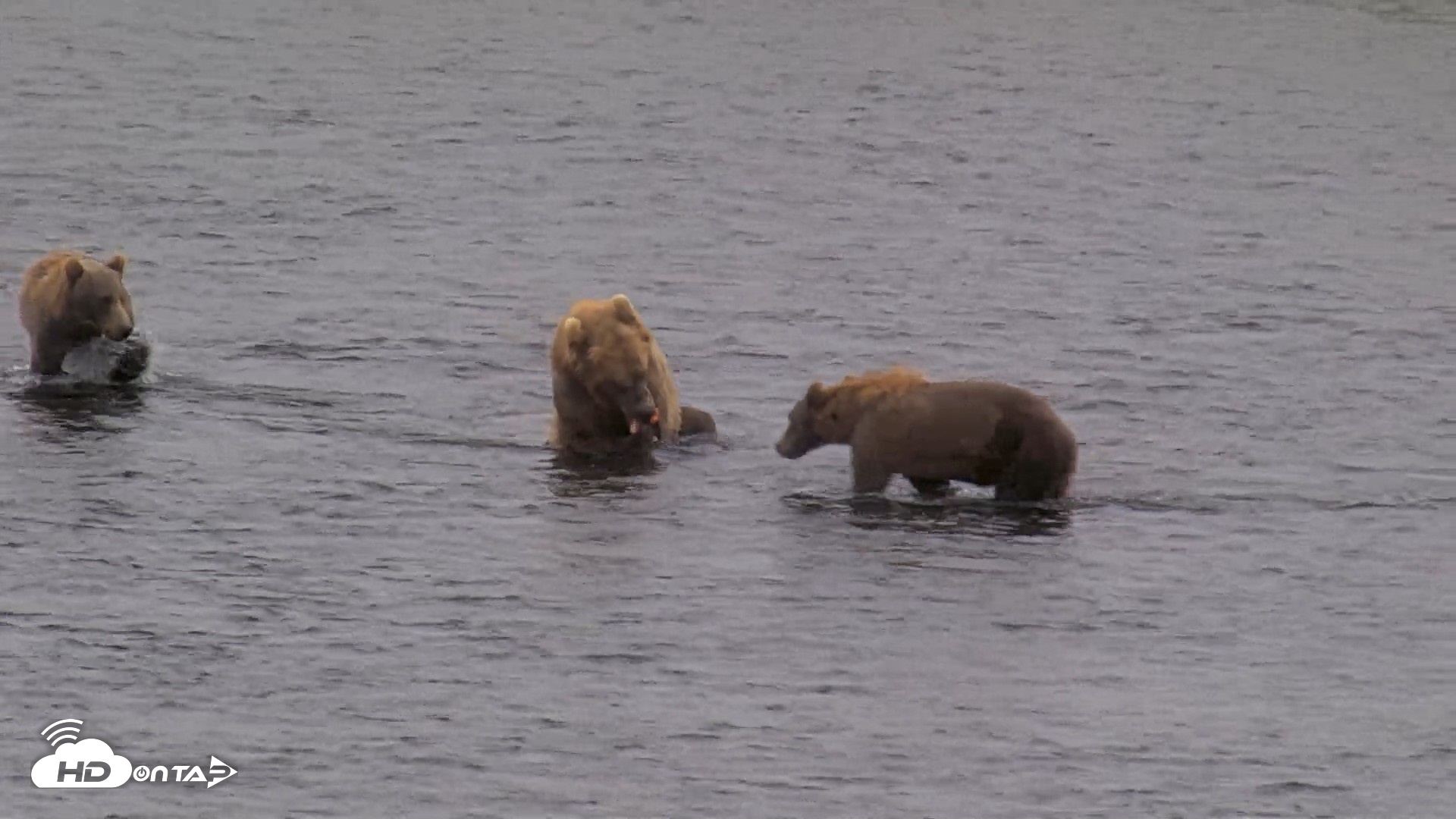 Snapshot of Kodiak Alaska Brown Bears Live Webcam taken Aug 12, 2026, 4:24pm AKDT