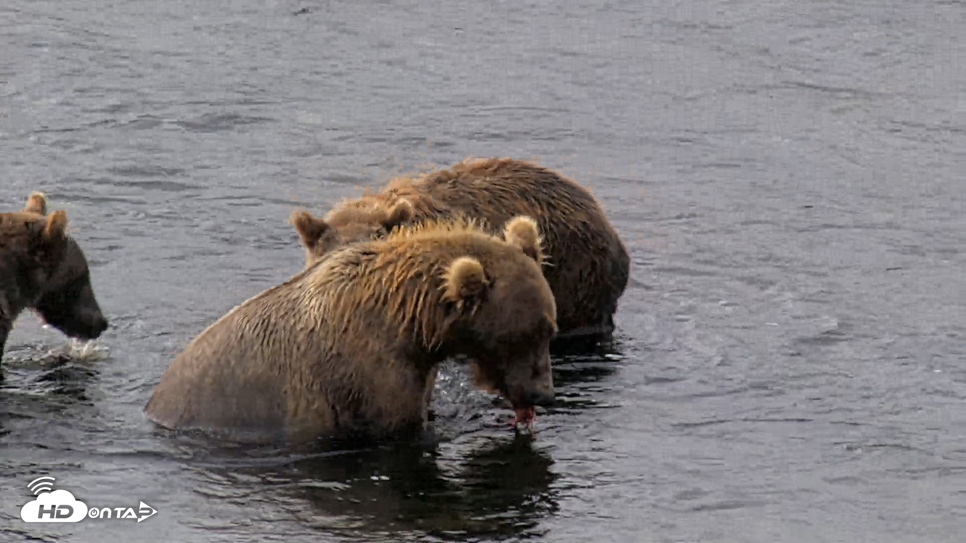 Snapshot of Kodiak Alaska Brown Bears Live Webcam taken Aug 18, 2026, 10:02am AKDT