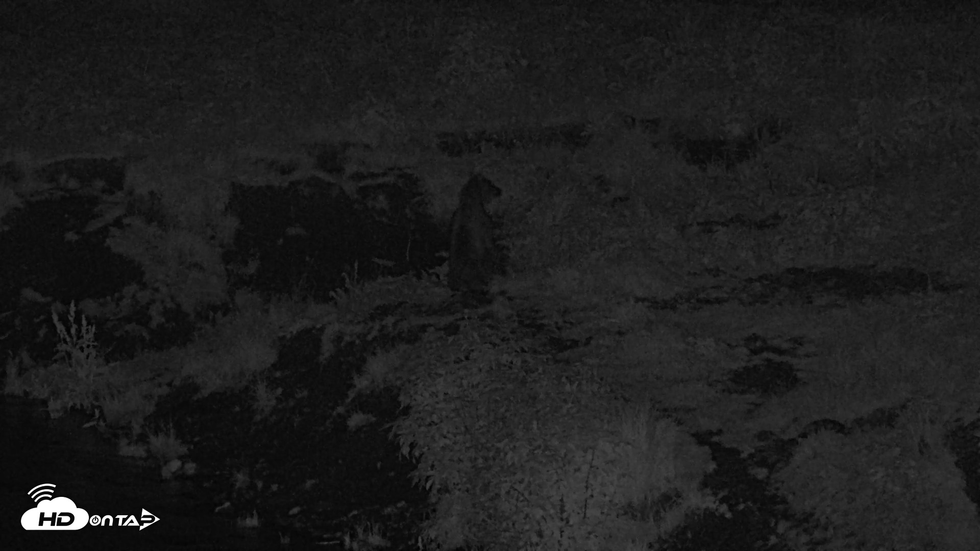 Snapshot of Kodiak Alaska Brown Bears Live Webcam taken Aug 18, 2026, 10:55pm AKDT