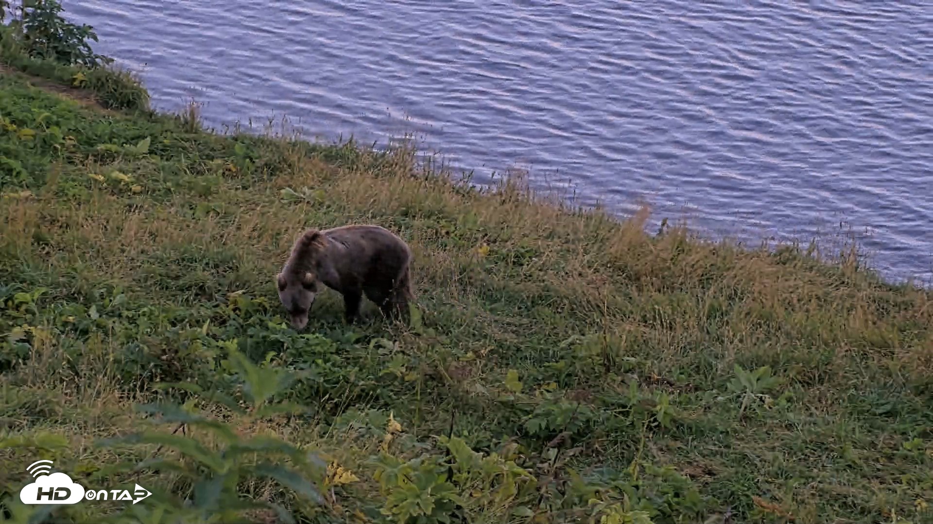 Snapshot of Kodiak Alaska Brown Bears Live Webcam taken Aug 23, 2026, 9:30pm AKDT