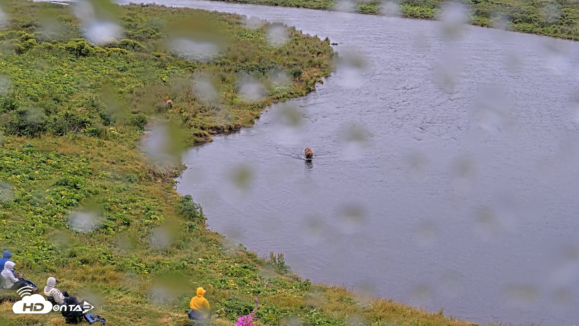 Snapshot of Kodiak Alaska Brown Bears Live Webcam taken Aug 12, 2026, 4:18pm AKDT