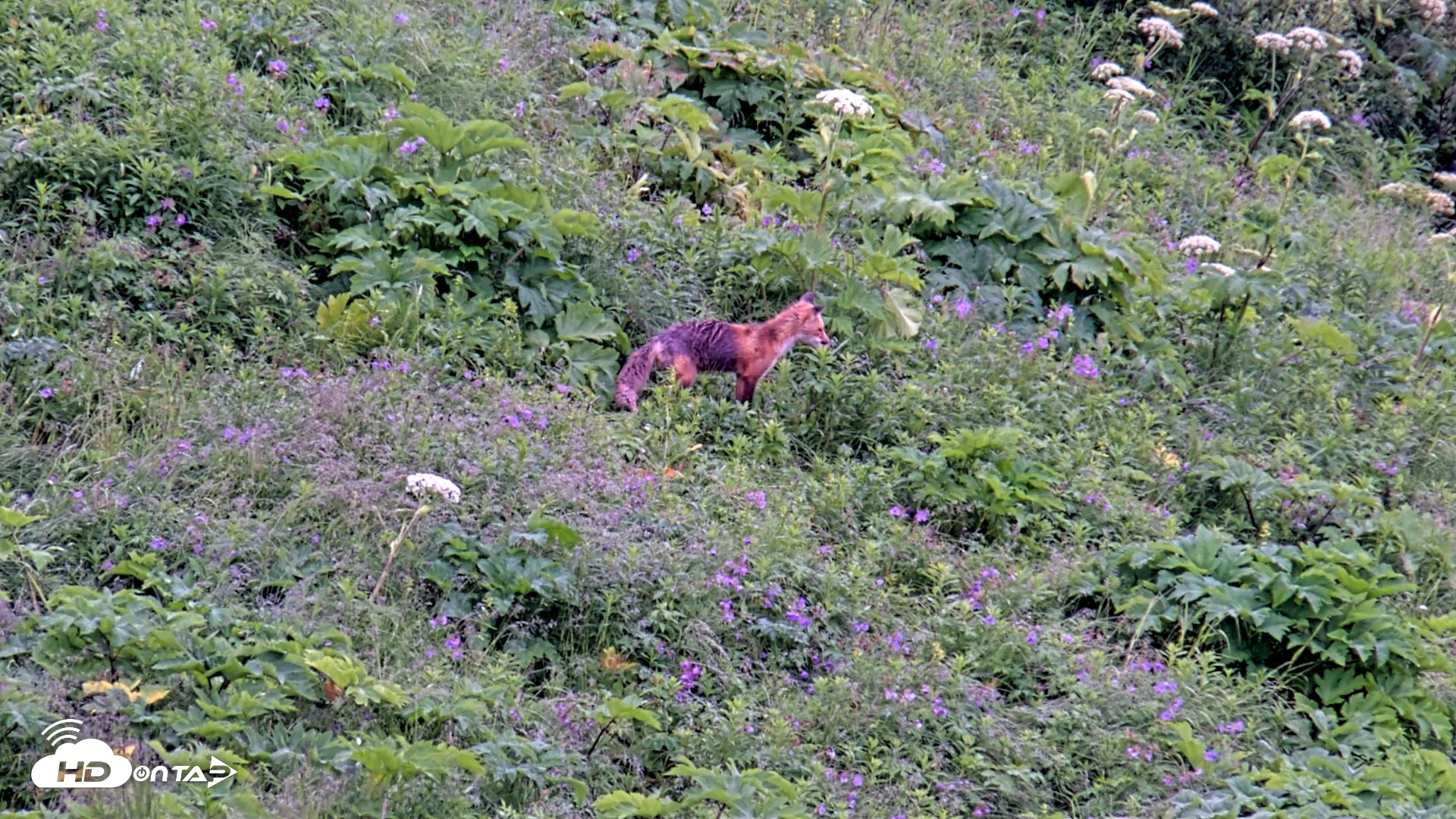 Snapshot of Kodiak Alaska Brown Bears Live Webcam taken Jul 22, 2026, 3:37pm AKDT