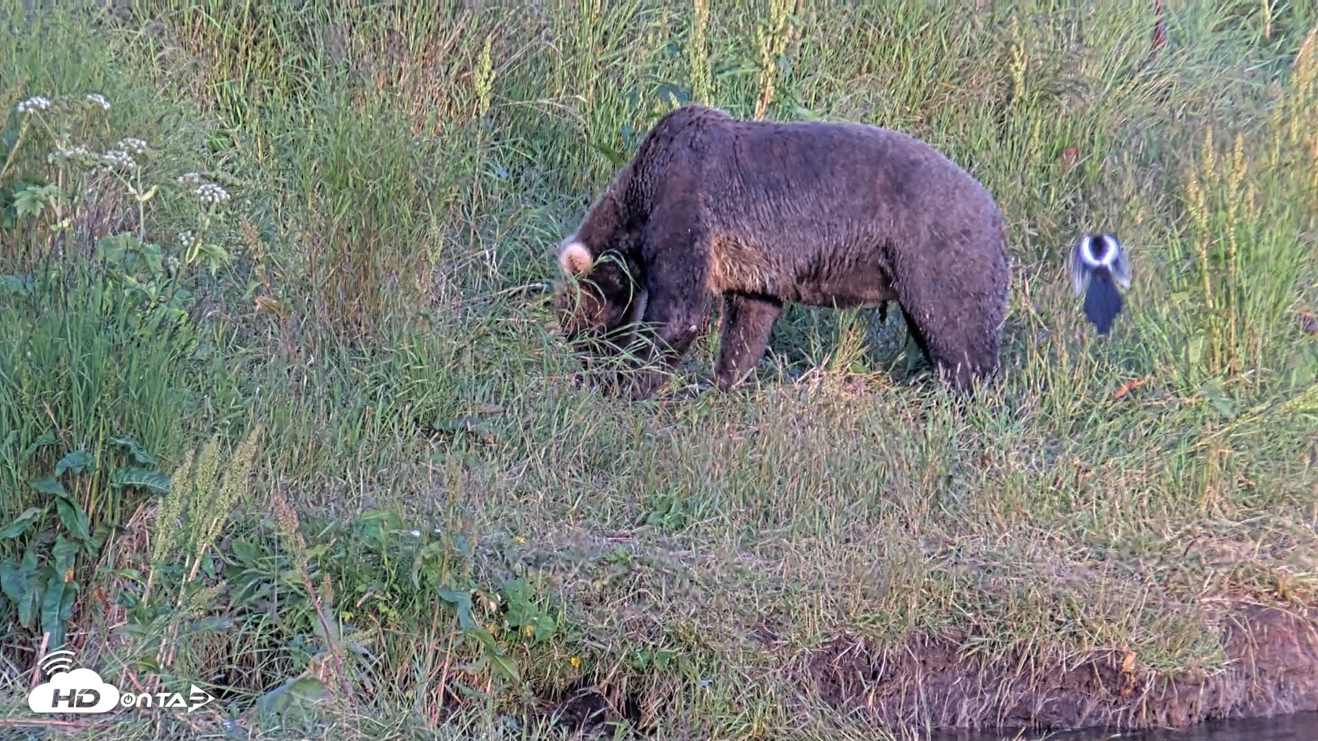 Snapshot of Kodiak Alaska Brown Bears Live Webcam taken Aug 1, 2026, 8:56pm AKDT