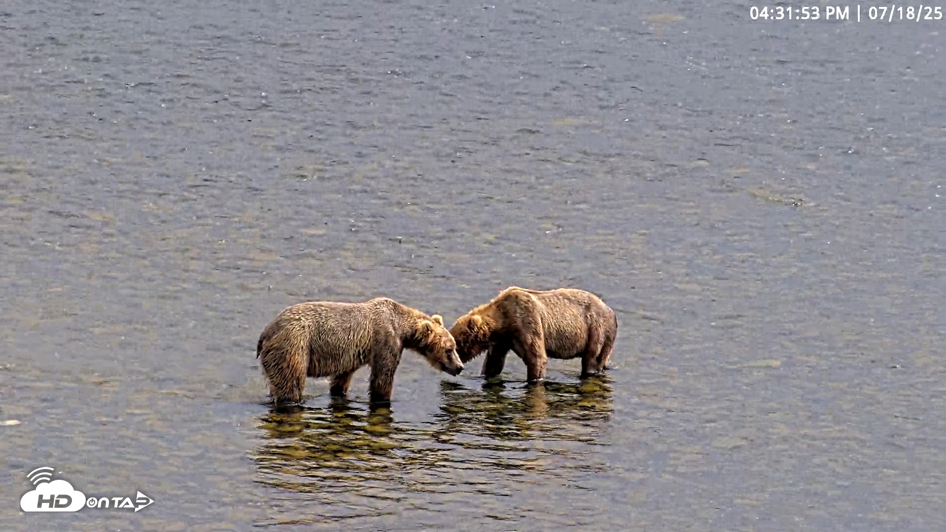 Snapshot of Kodiak Alaska Brown Bears Live Webcam taken Jul 18, 2025, 4:32pm AKDT