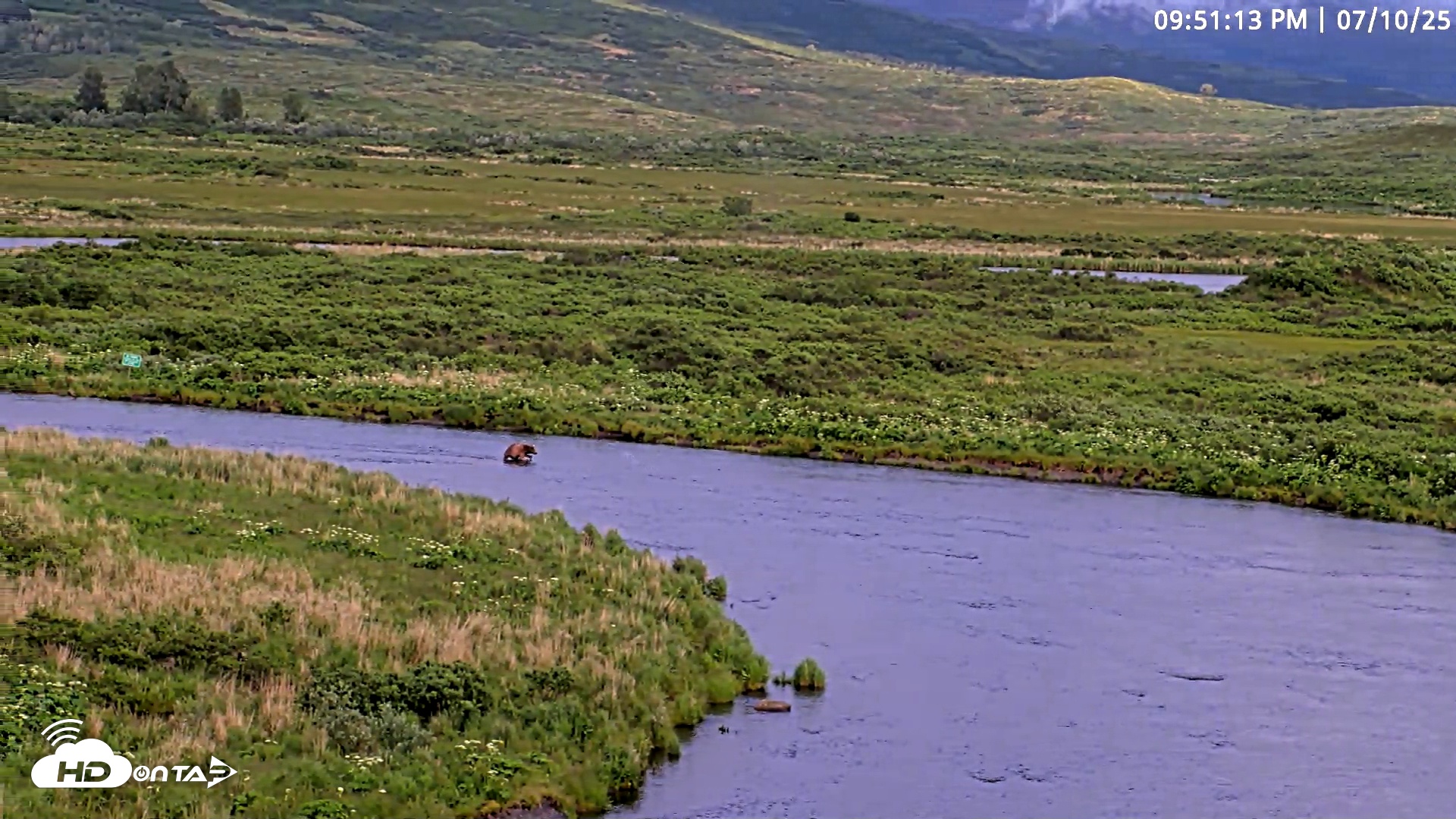 Snapshot of Kodiak Alaska Brown Bears Live Webcam taken Jul 10, 2025, 9:51pm AKDT