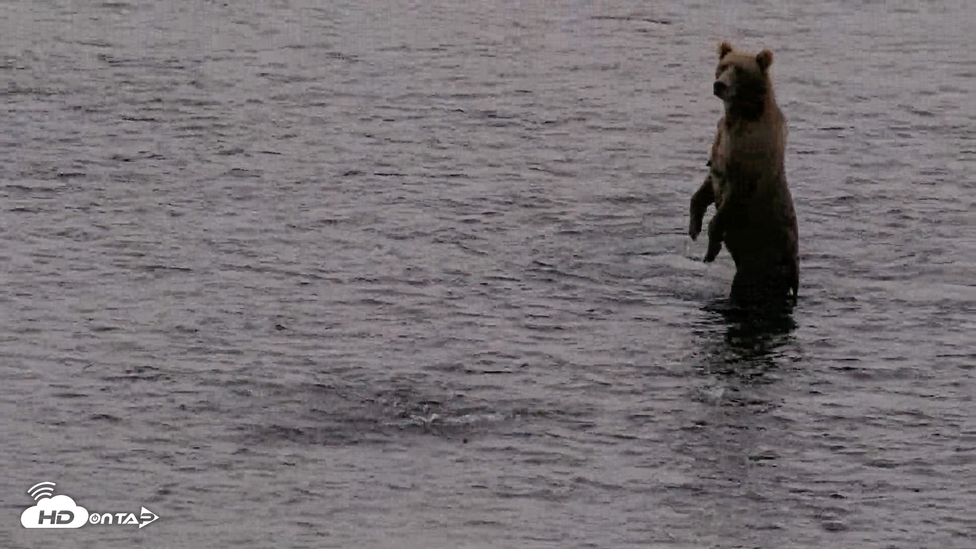 Snapshot of Kodiak Alaska Brown Bears Live Webcam taken Aug 18, 2026, 7:28am AKDT