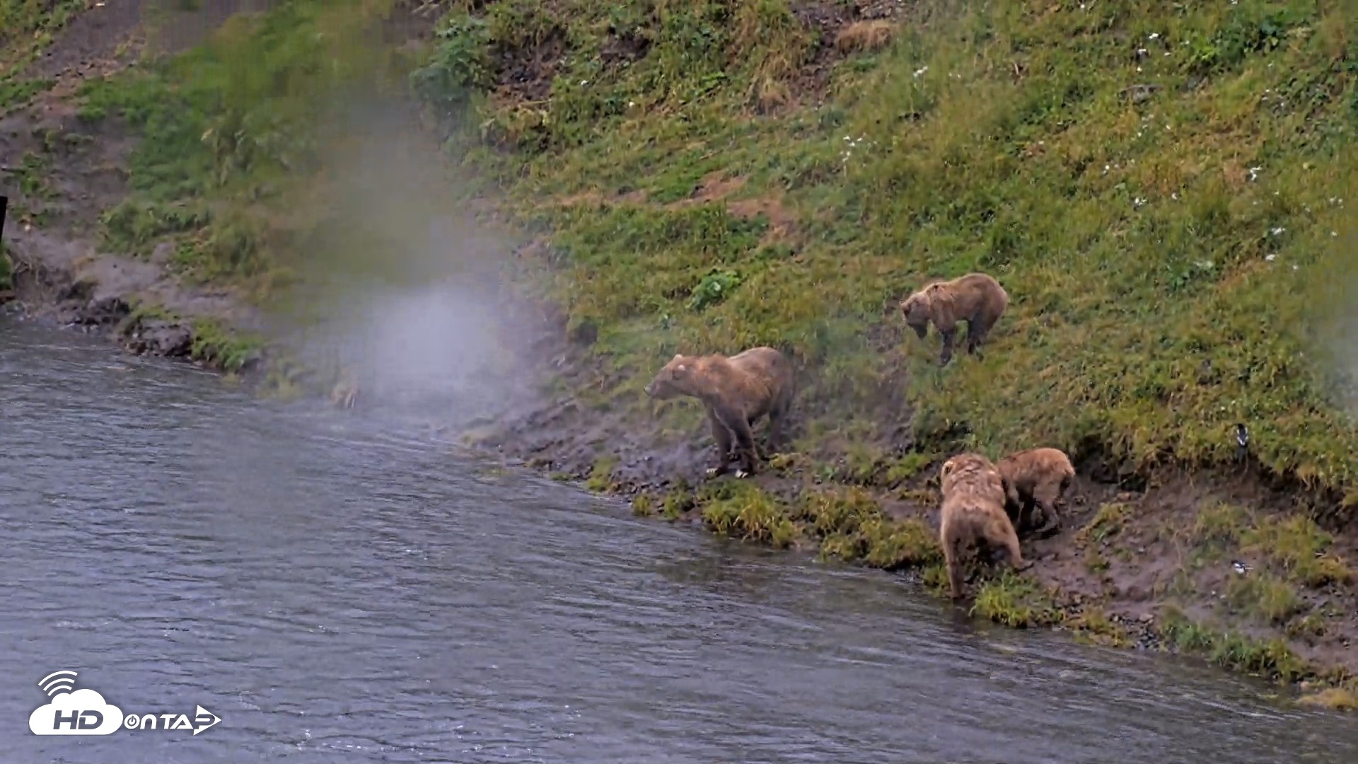 Snapshot of Kodiak Alaska Brown Bears Live Webcam taken Aug 12, 2026, 1:49pm AKDT