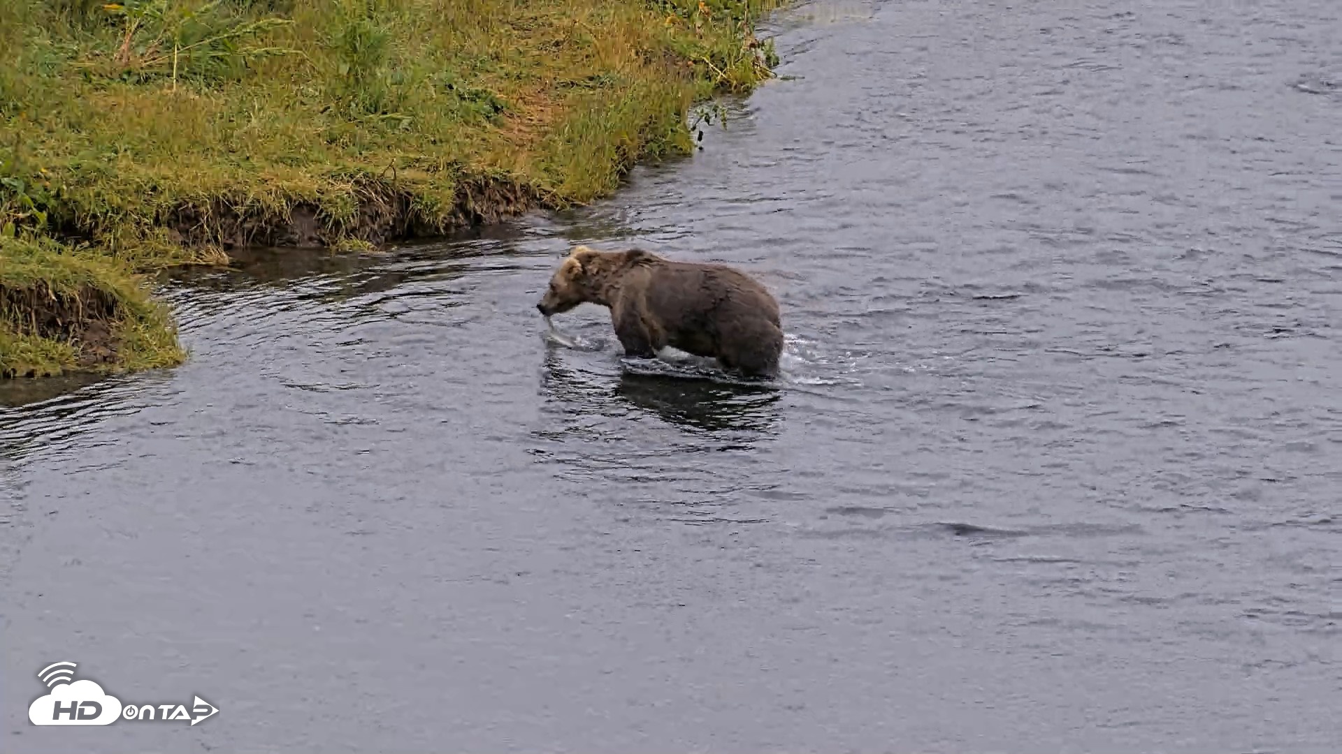 Snapshot of Kodiak Alaska Brown Bears Live Webcam taken Aug 7, 2026, 8:52am AKDT