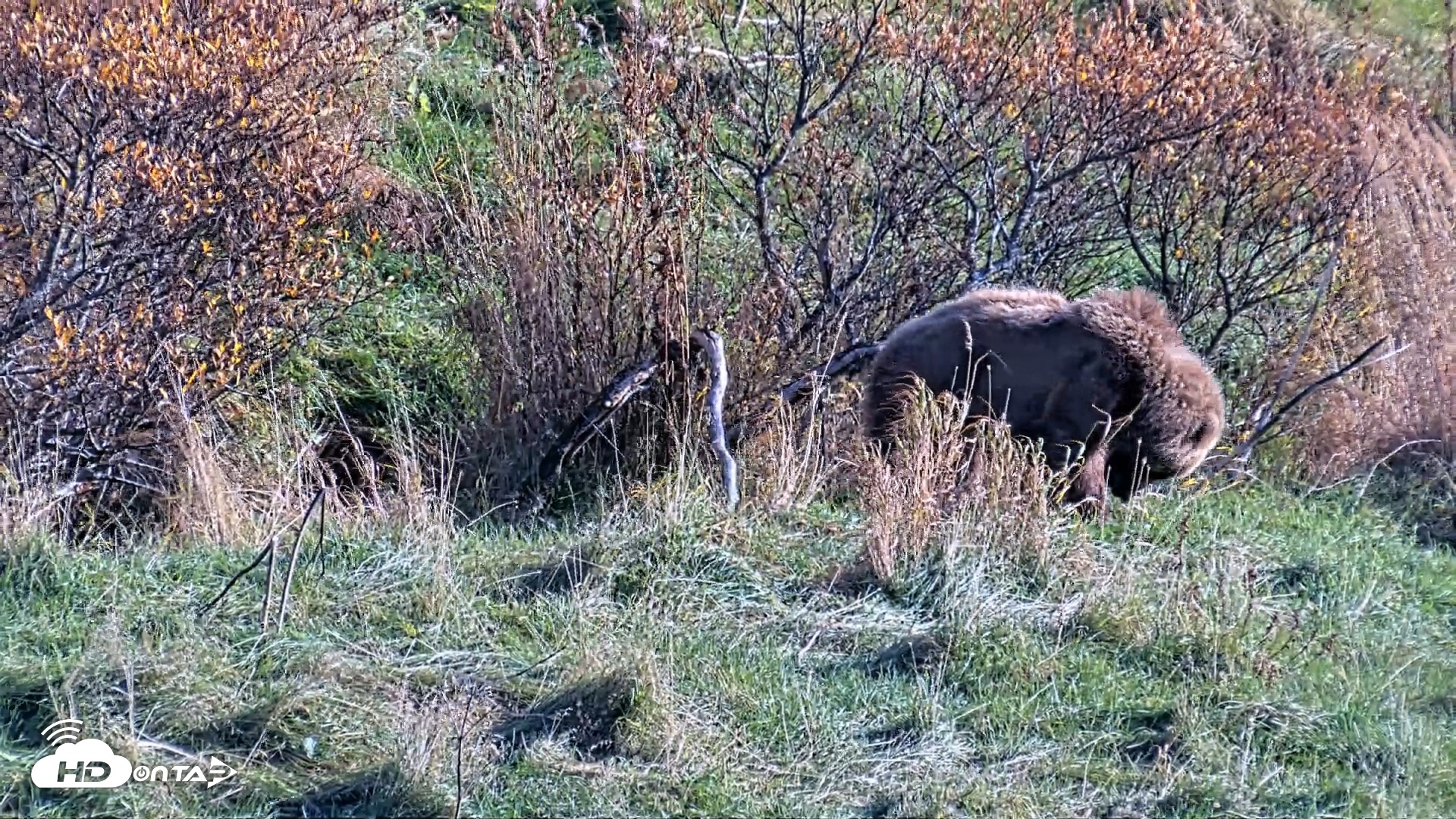 Snapshot of Kodiak Alaska Brown Bears Live Webcam taken Oct 21, 2026, 3:10pm AKDT