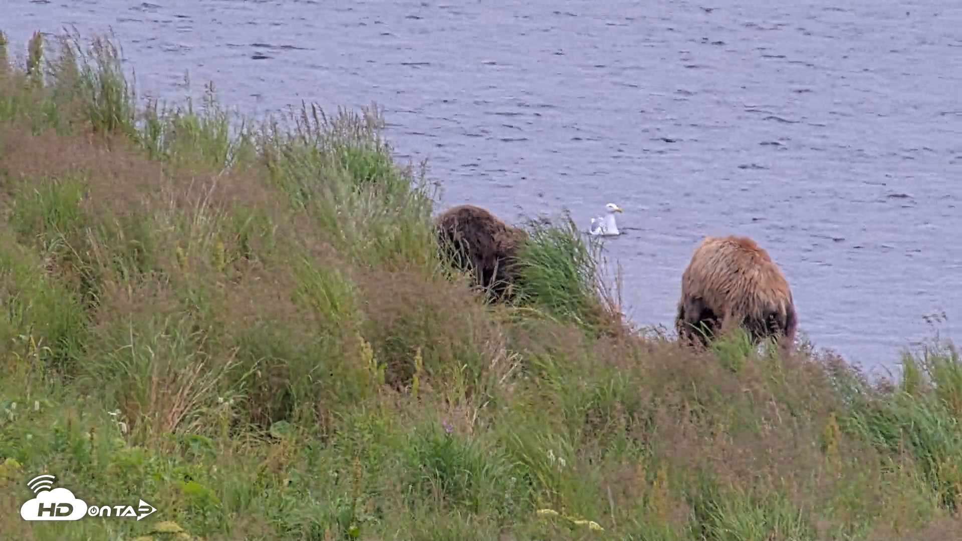 Snapshot of Kodiak Alaska Brown Bears Live Webcam taken Aug 10, 2026, 6:40pm AKDT