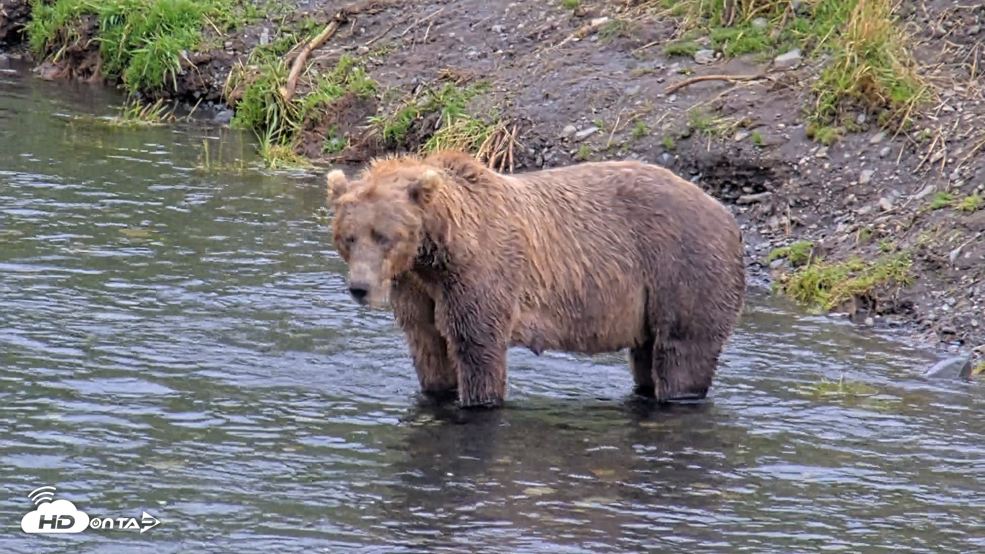Snapshot of Kodiak Alaska Brown Bears Live Webcam taken Aug 14, 2026, 4:39pm AKDT