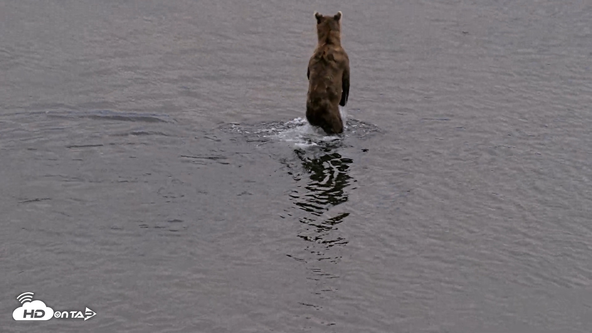 Snapshot of Kodiak Alaska Brown Bears Live Webcam taken Aug 20, 2026, 8:29pm AKDT