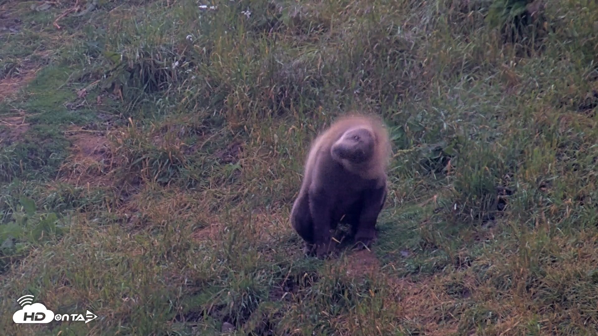Snapshot of Kodiak Alaska Brown Bears Live Webcam taken Aug 4, 2026, 7:08am AKDT