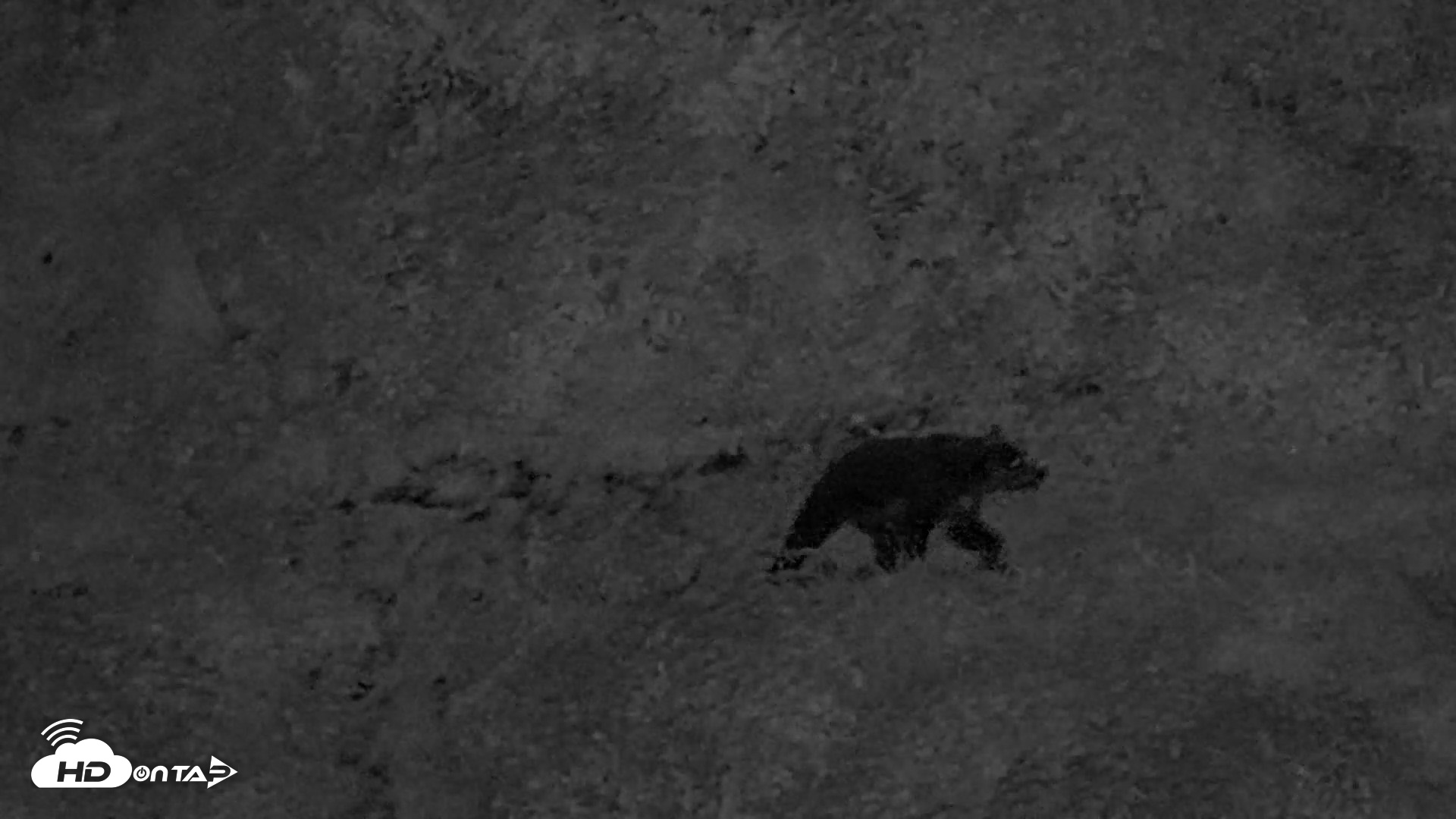 Snapshot of Kodiak Alaska Brown Bears Live Webcam taken Aug 23, 2026, 10:44pm AKDT