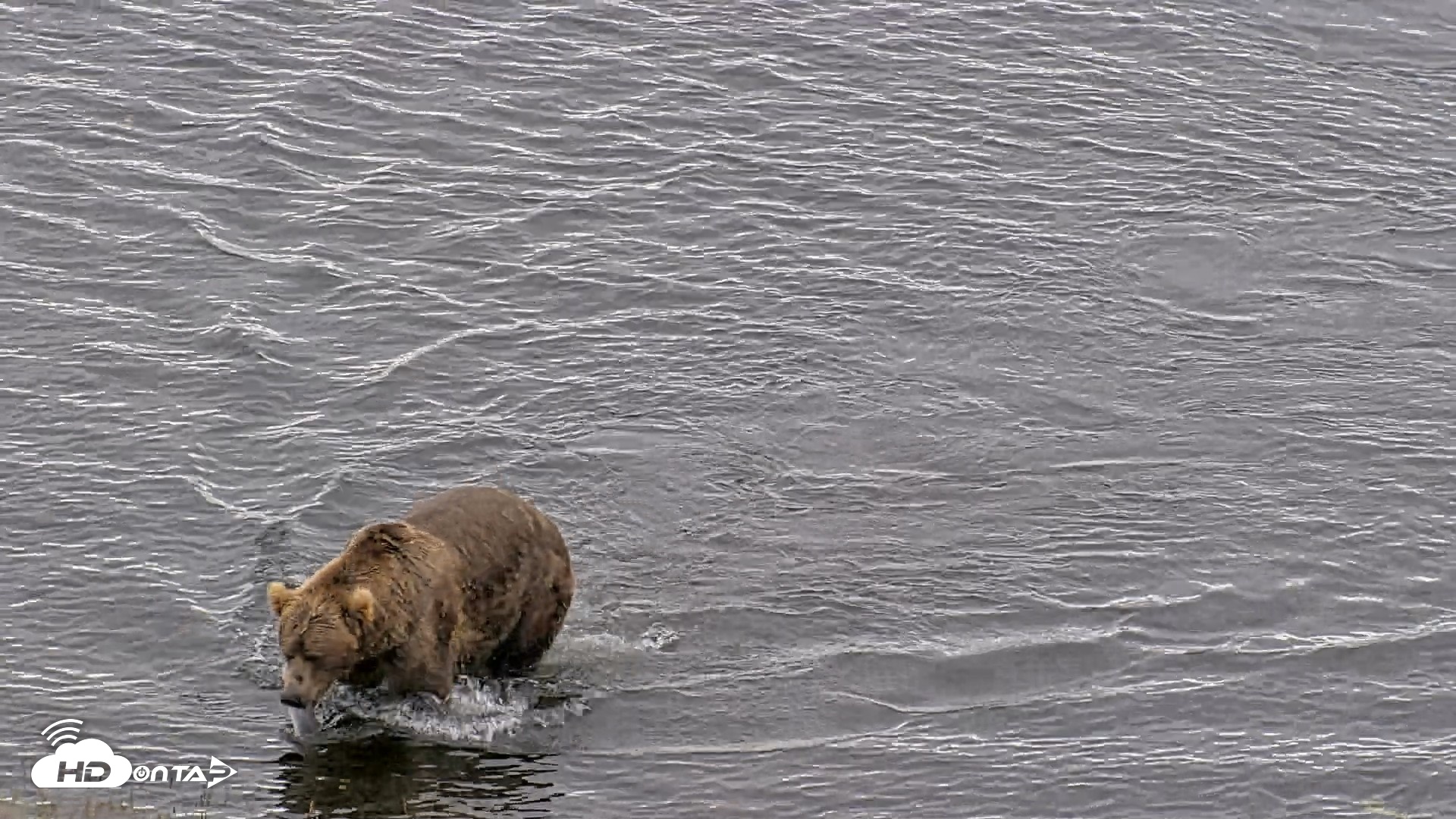 Snapshot of Kodiak Alaska Brown Bears Live Webcam taken Aug 6, 2026, 11:31am AKDT