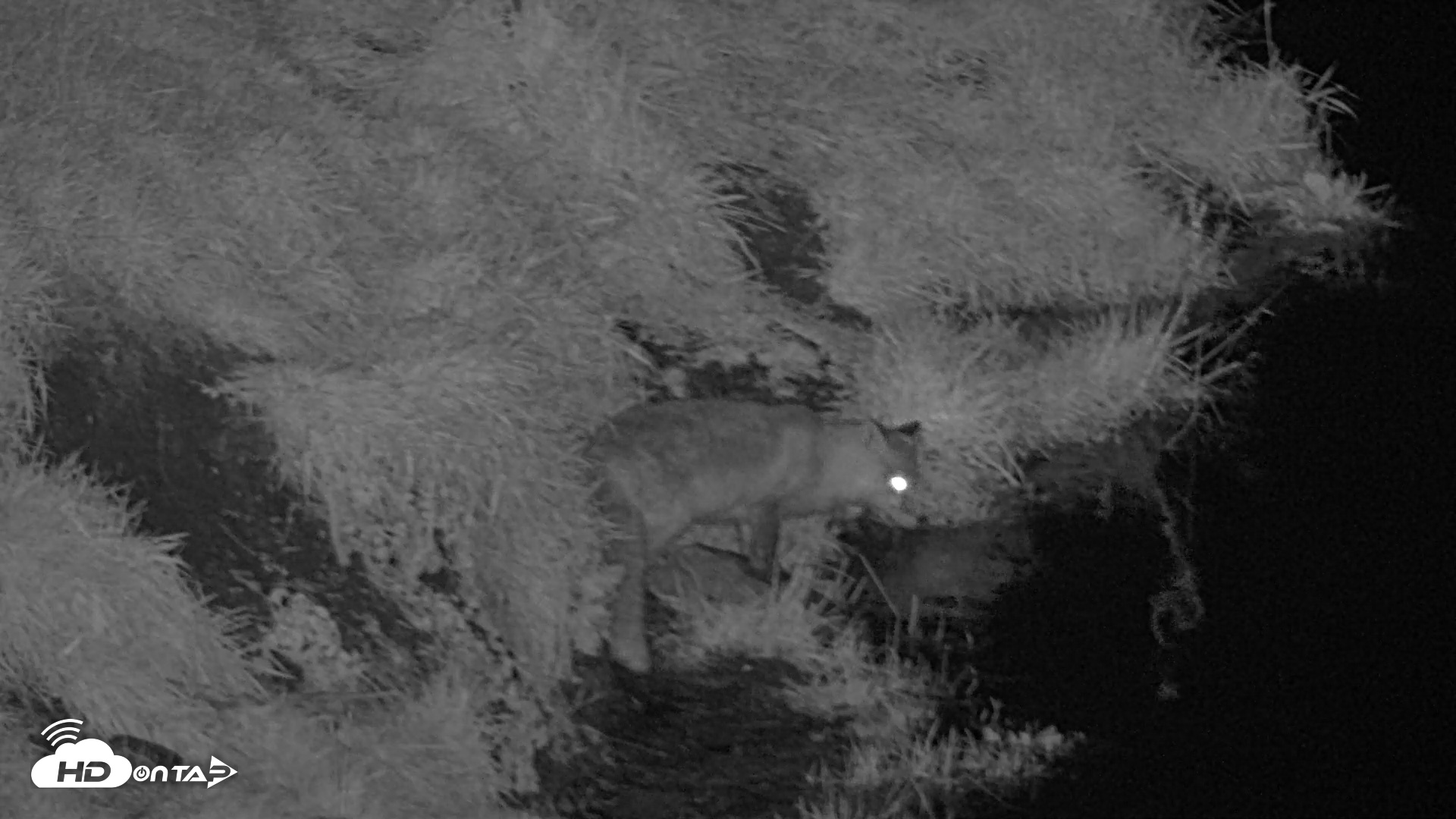 Snapshot of Kodiak Alaska Brown Bears Live Webcam taken Oct 7, 2026, 9:59pm AKDT