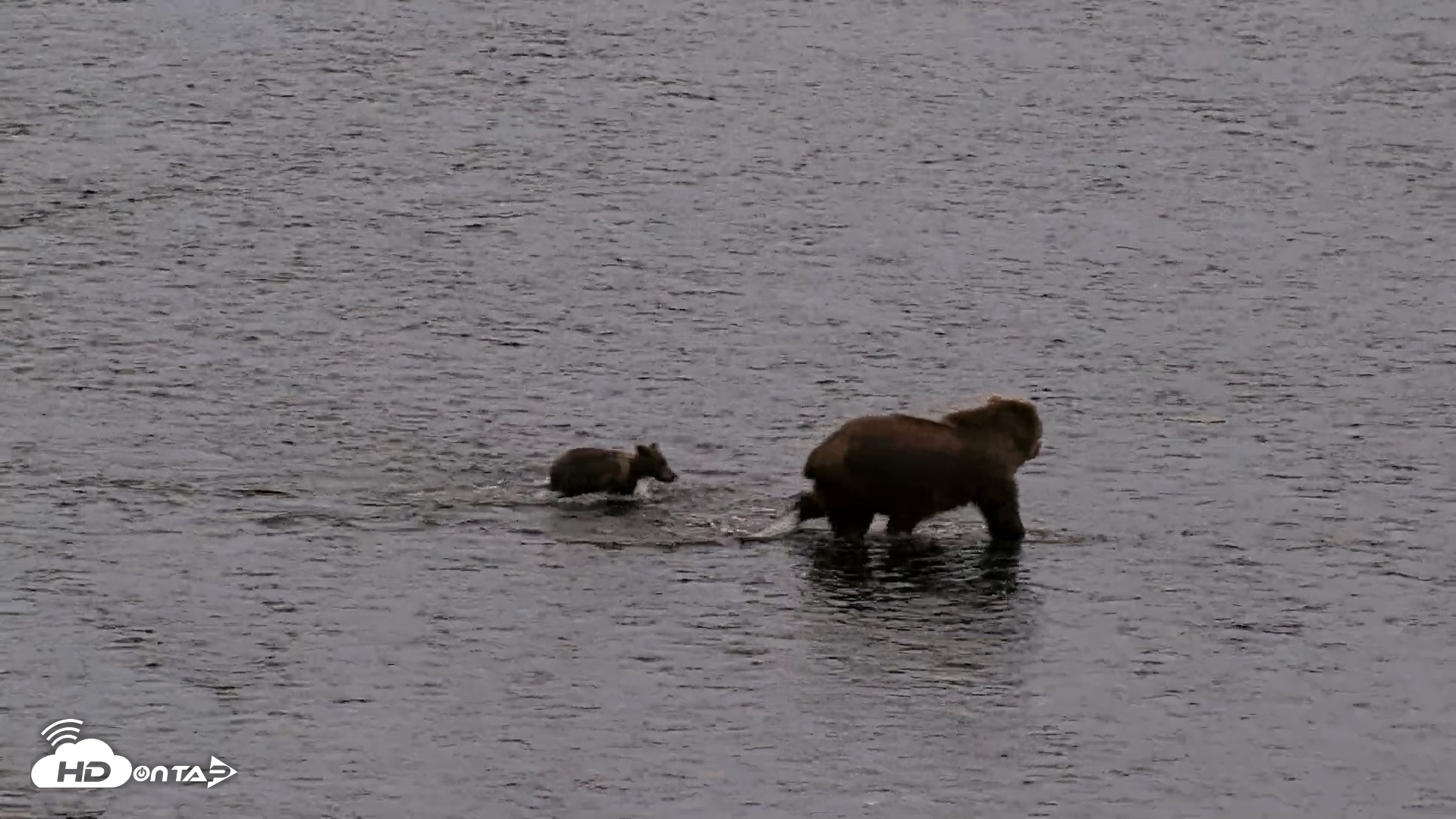 Snapshot of Kodiak Alaska Brown Bears Live Webcam taken Aug 19, 2026, 9:33pm AKDT