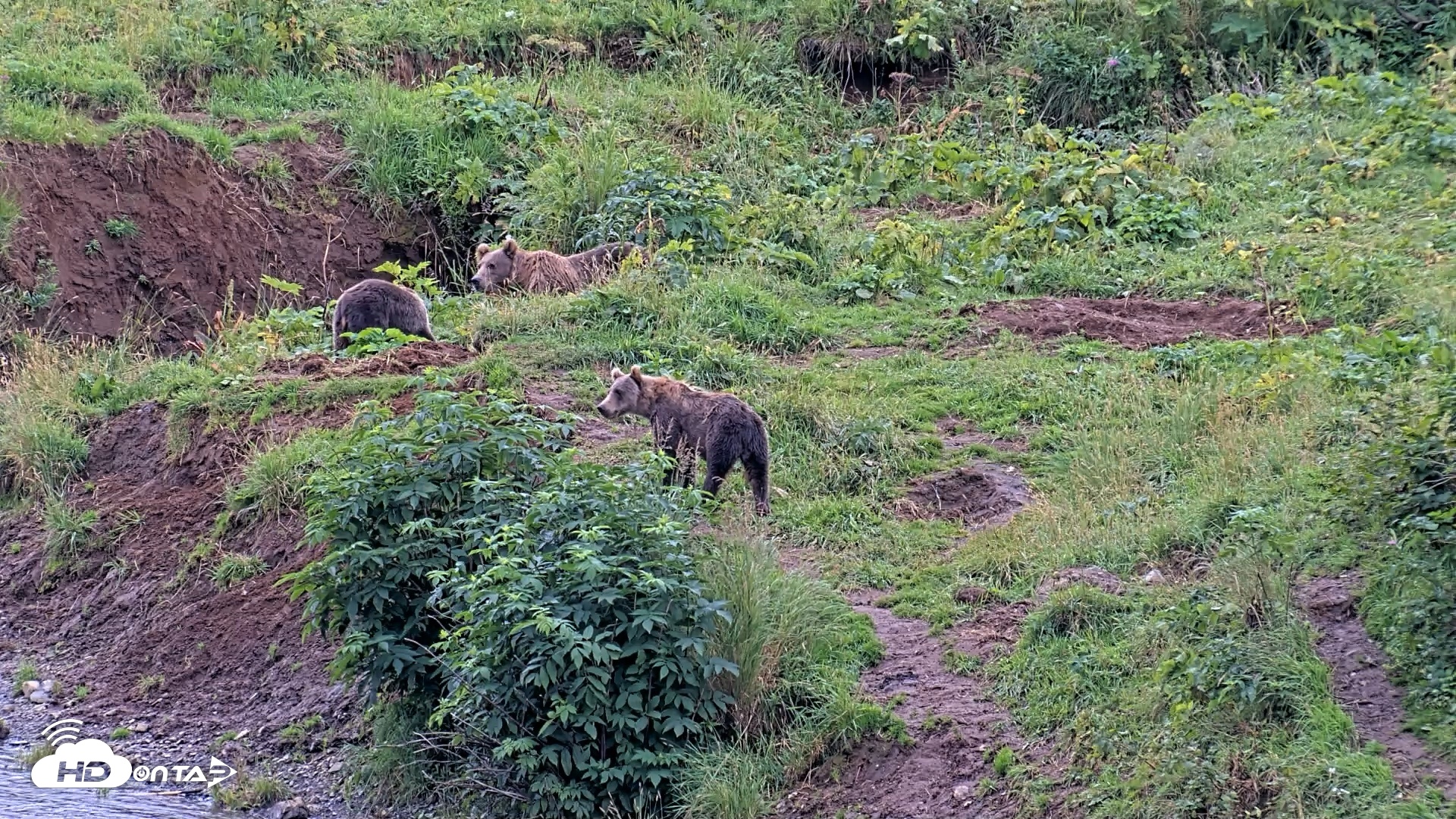 Snapshot of Kodiak Alaska Brown Bears Live Webcam taken Aug 20, 2026, 7:27pm AKDT