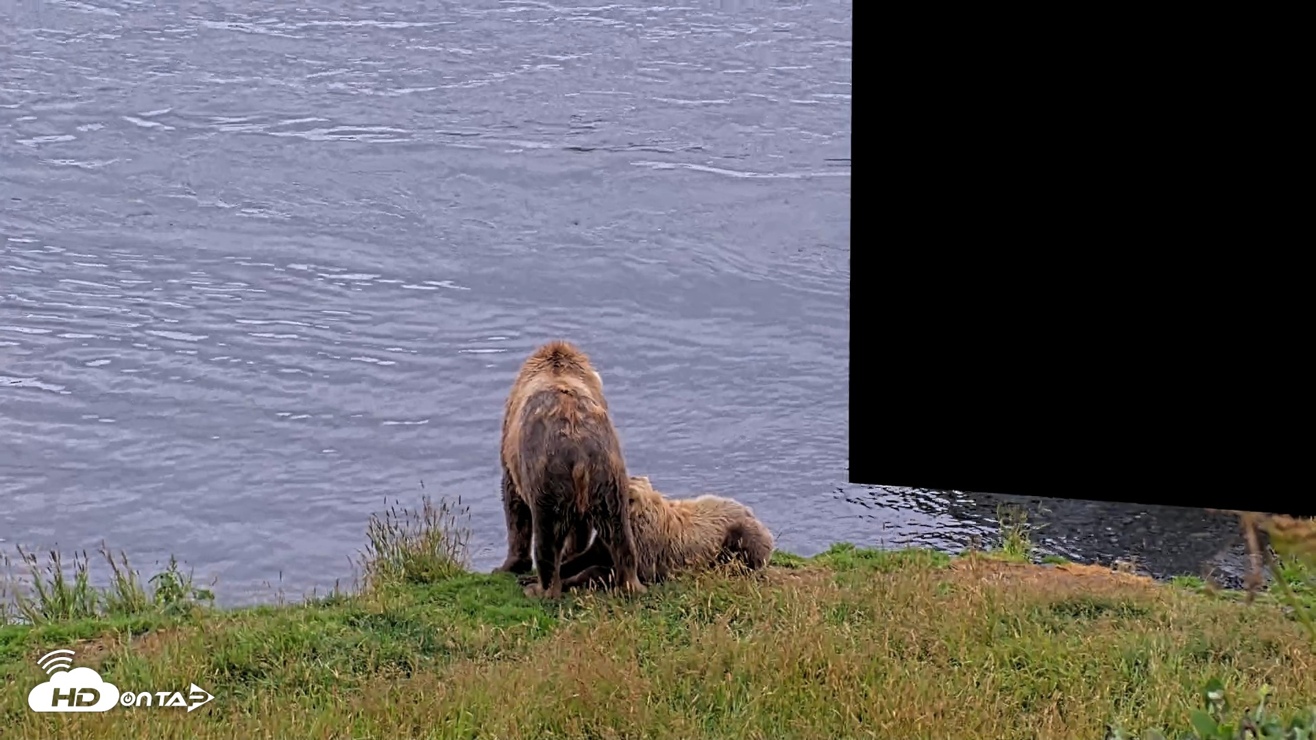 Snapshot of Kodiak Alaska Brown Bears Live Webcam taken Aug 7, 2026, 1:44pm AKDT
