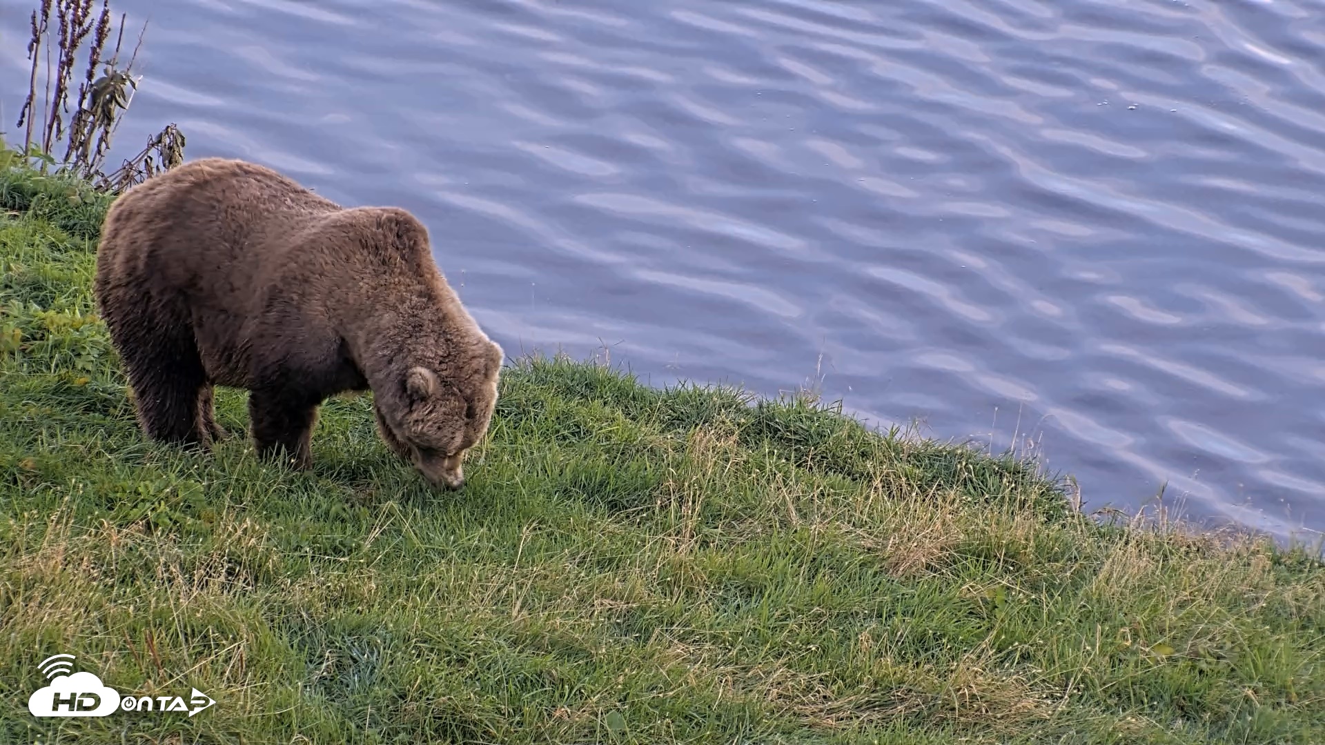 Snapshot of Kodiak Alaska Brown Bears Live Webcam taken Oct 1, 2026, 6:57pm AKDT