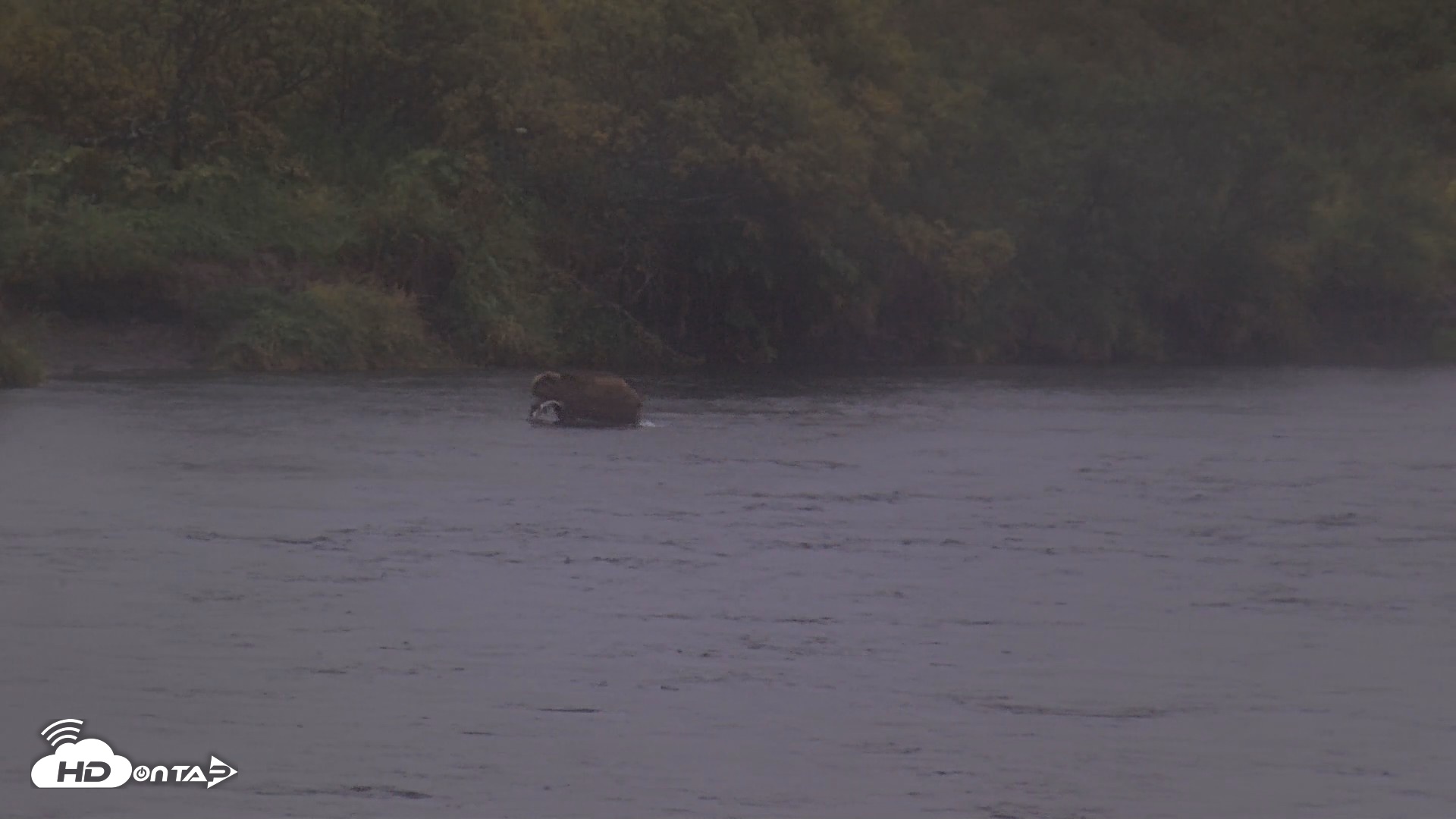 Snapshot of Kodiak Alaska Brown Bears Live Webcam taken Sep 4, 2026, 7:31pm AKDT