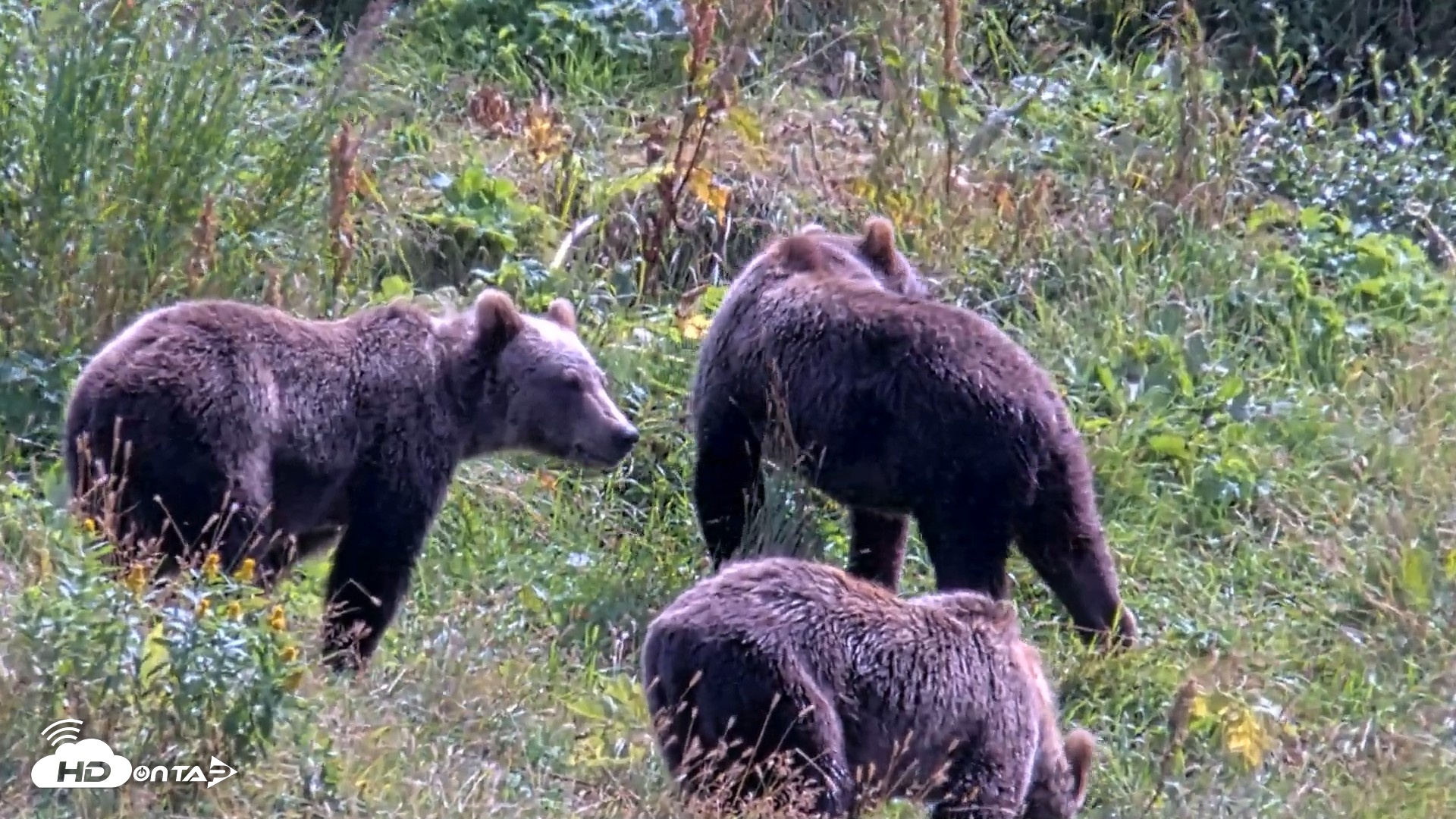 Snapshot of Kodiak Alaska Brown Bears Live Webcam taken Aug 21, 2026, 1:22pm AKDT