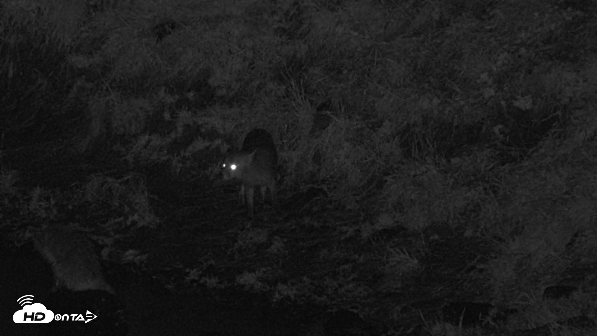 Snapshot of Kodiak Alaska Brown Bears Live Webcam taken Aug 21, 2026, 2:16am AKDT